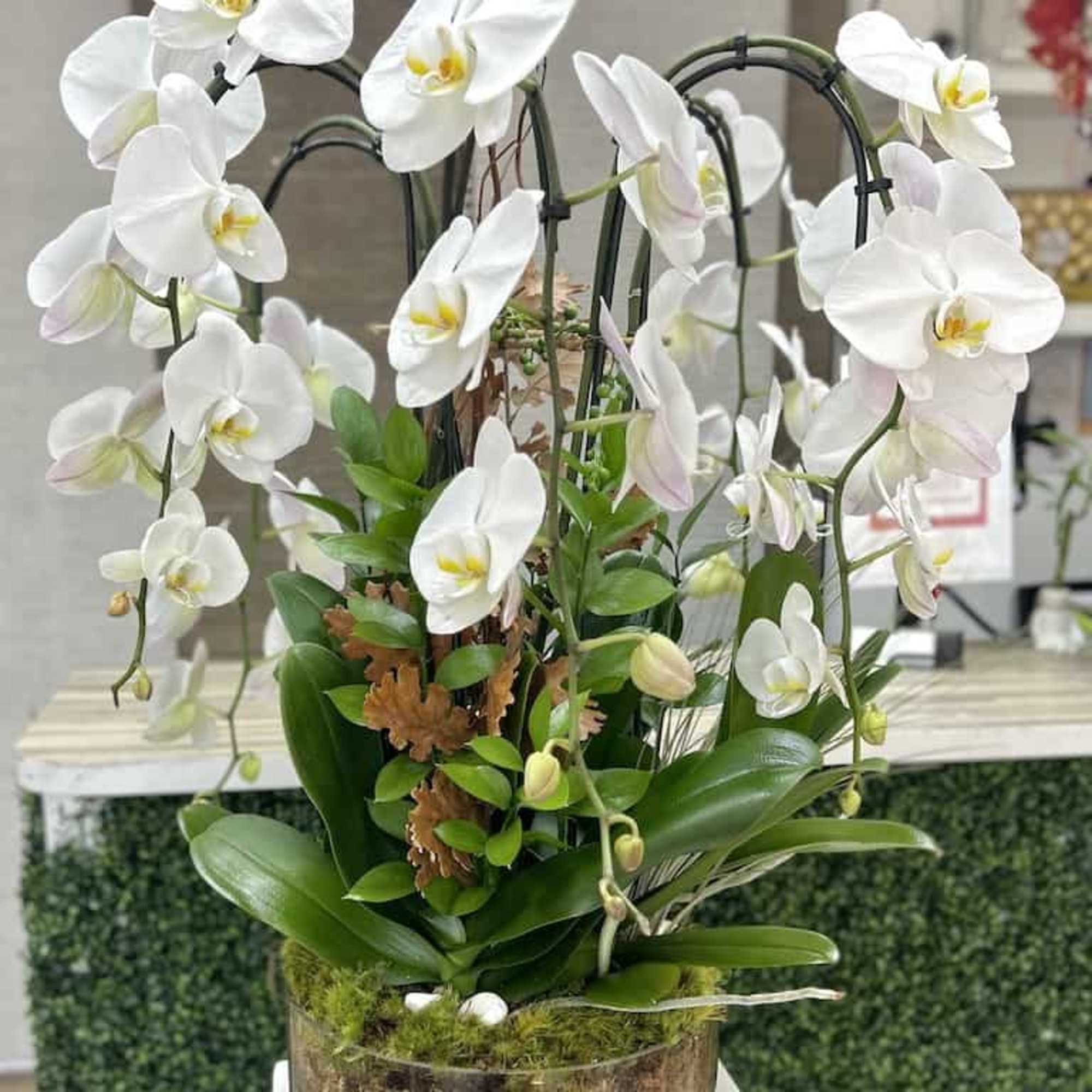 Potted display of white phalaenopsis orchids and foliage in a clear glass bowl