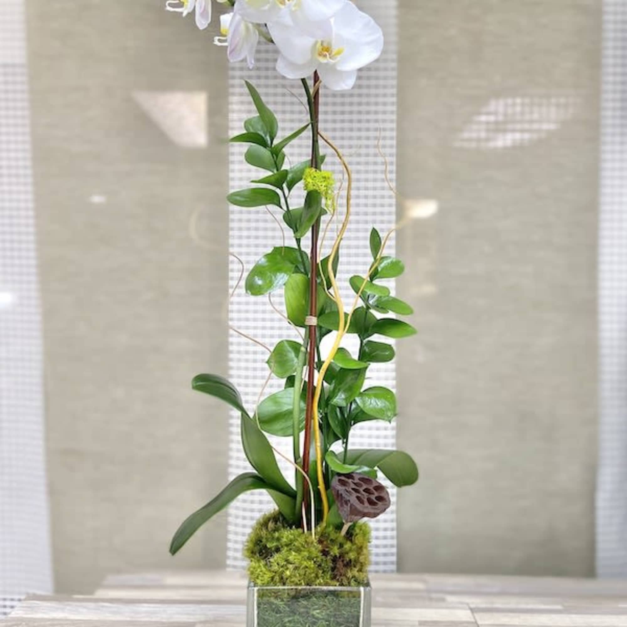 Tall white orchid plant in a clear glass cube vase with moss and layered soil