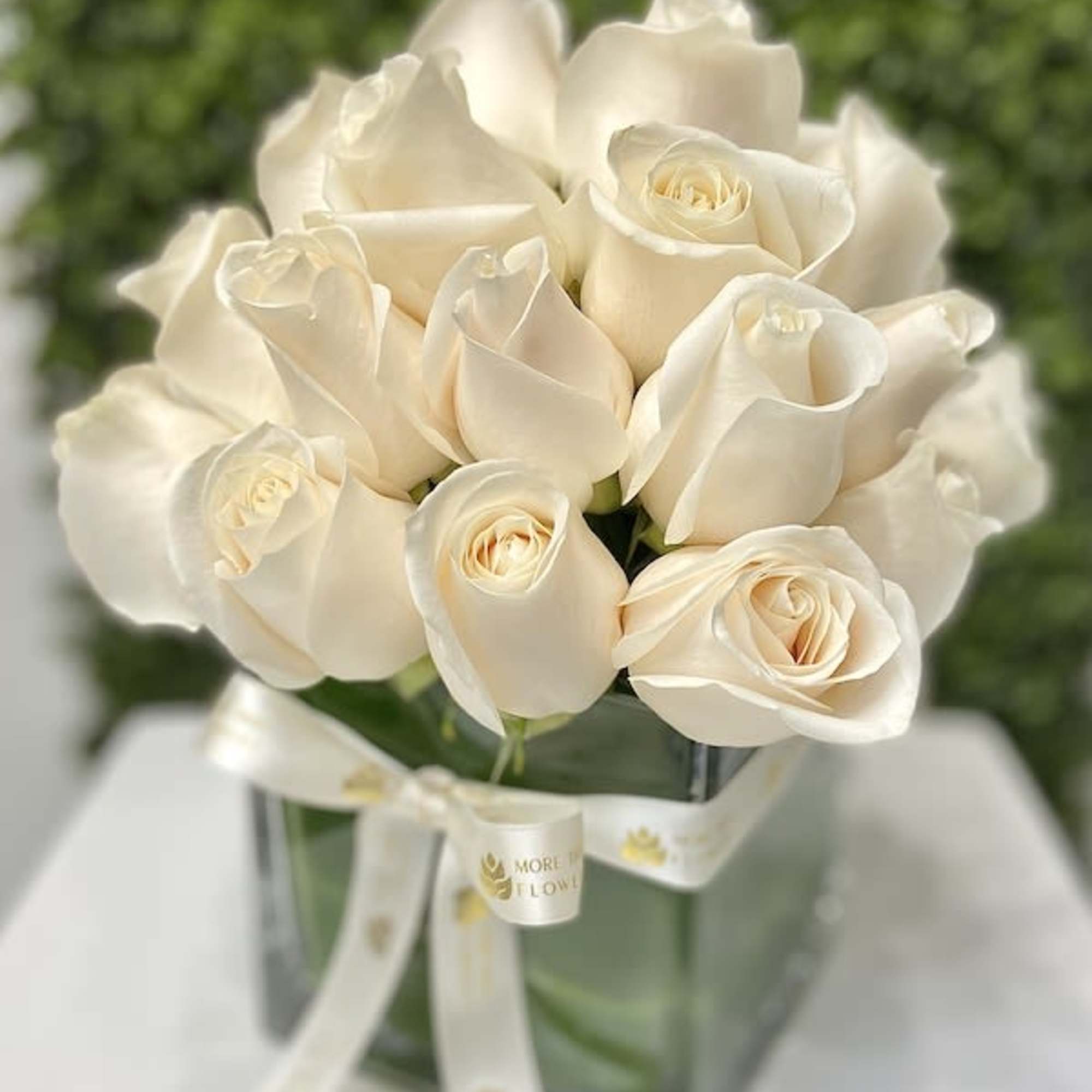 Compact arrangement of cream roses in a clear glass cube vase with a white ribbon bow