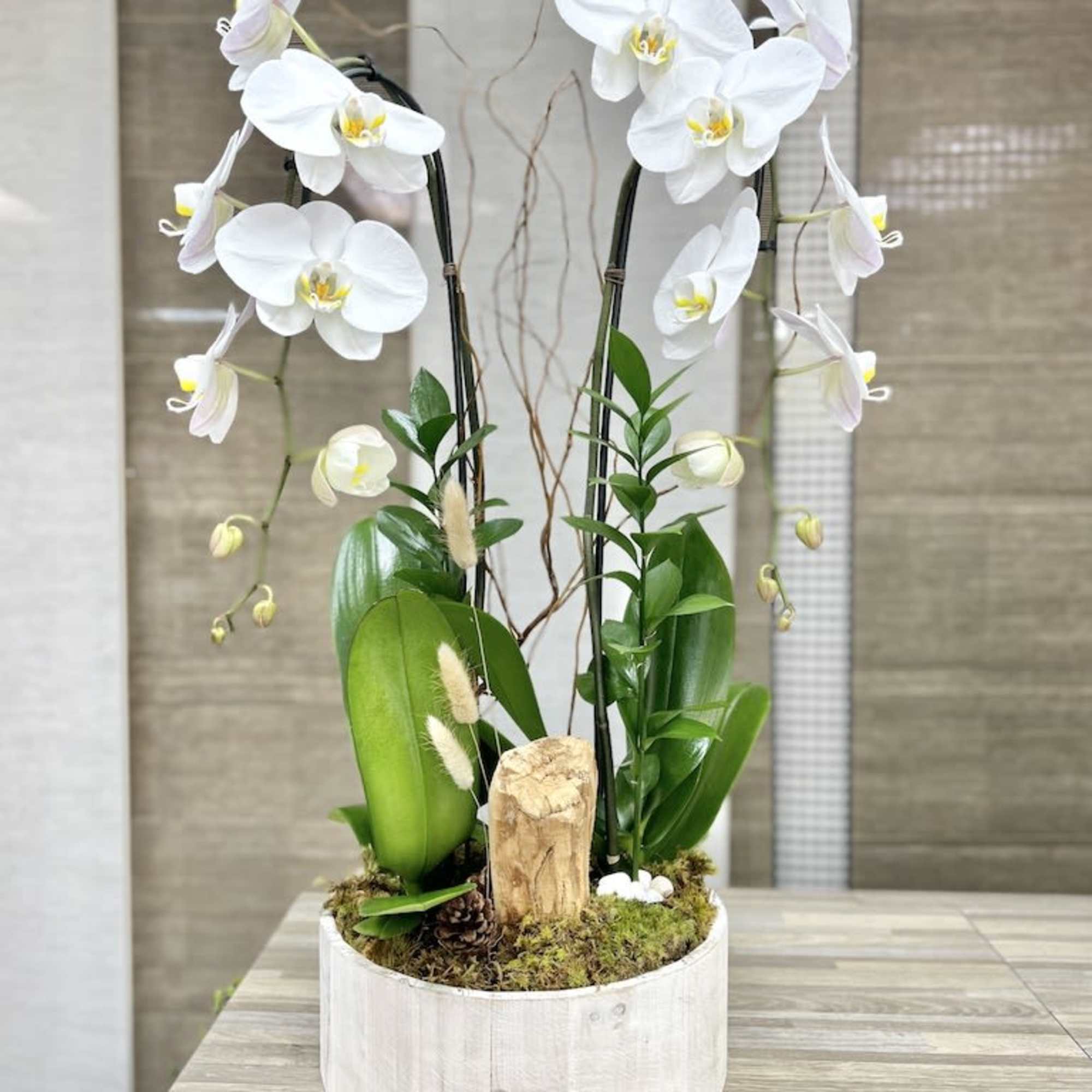White phalaenopsis orchid plant with multiple stems in a round light wood planter with moss and decorative wood.