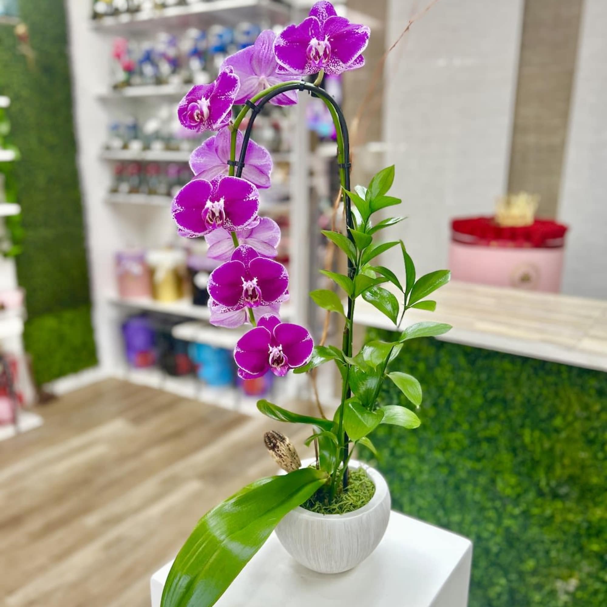 Potted purple phalaenopsis orchid with arched blooms in a white ceramic pot
