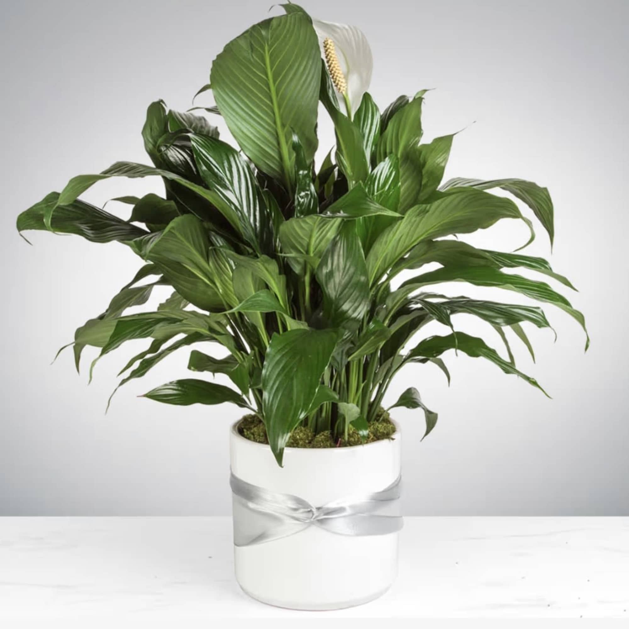 Lush green peace lily plant in a white pot with a silver ribbon
