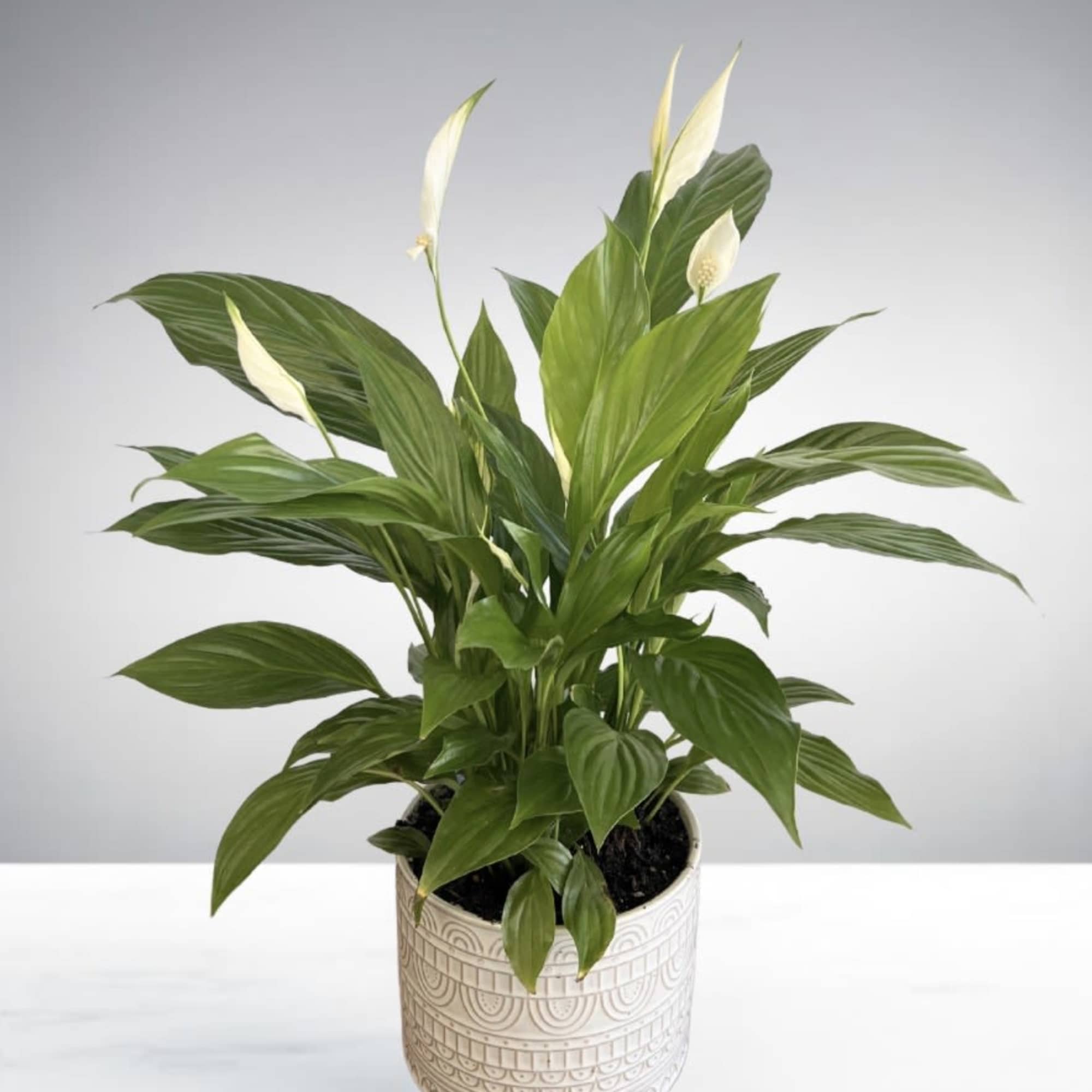 Potted peace lily plant with white blooms in a patterned cream ceramic pot