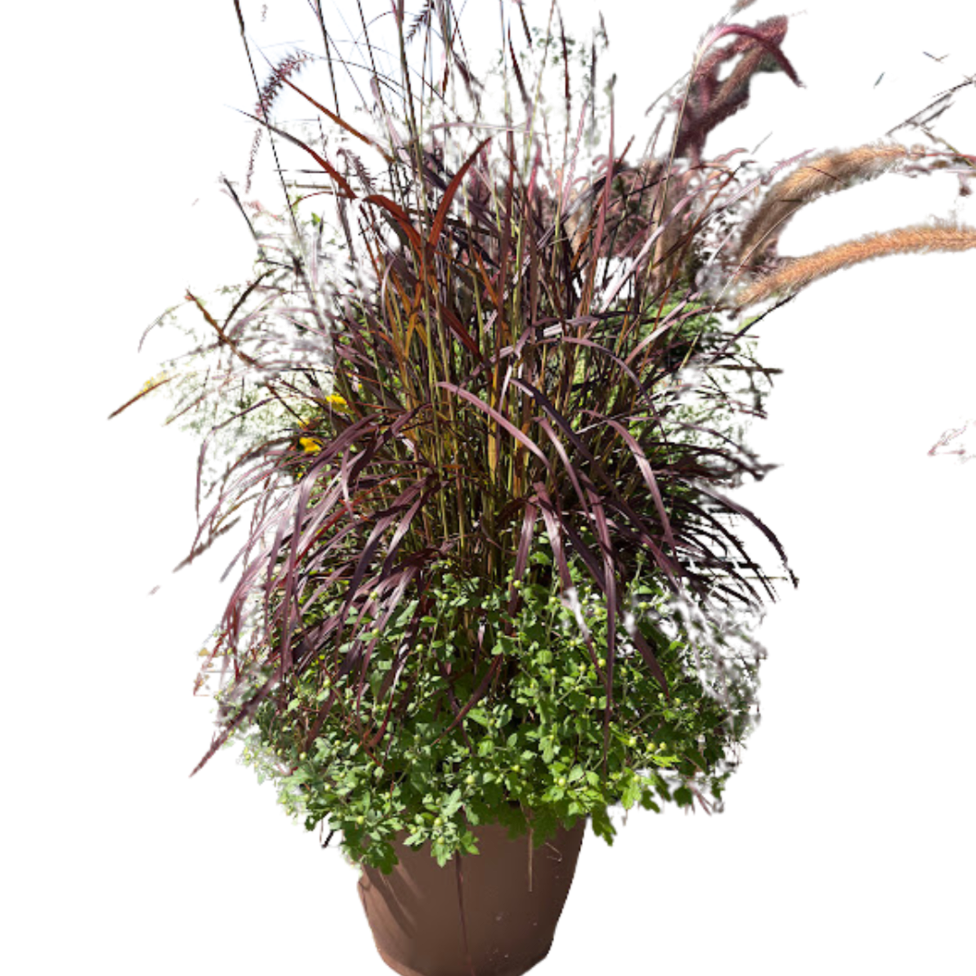 Tall ornamental grass arrangement in a brown planter