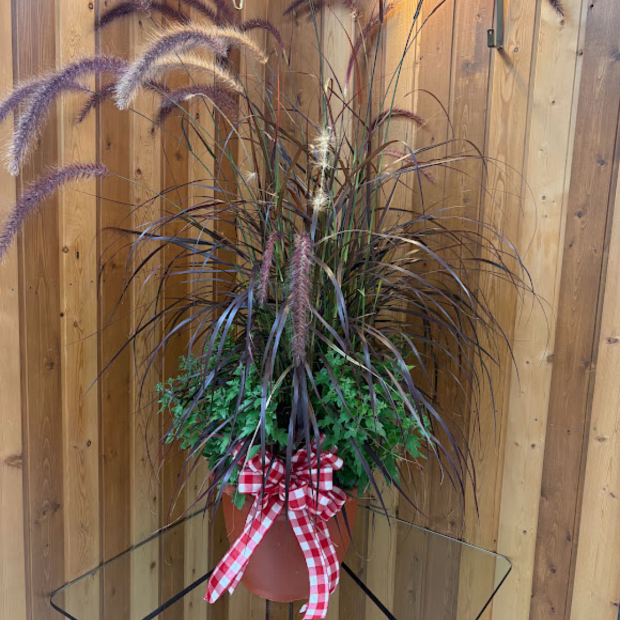 Tall potted ornamental grass arrangement with a red gingham bow