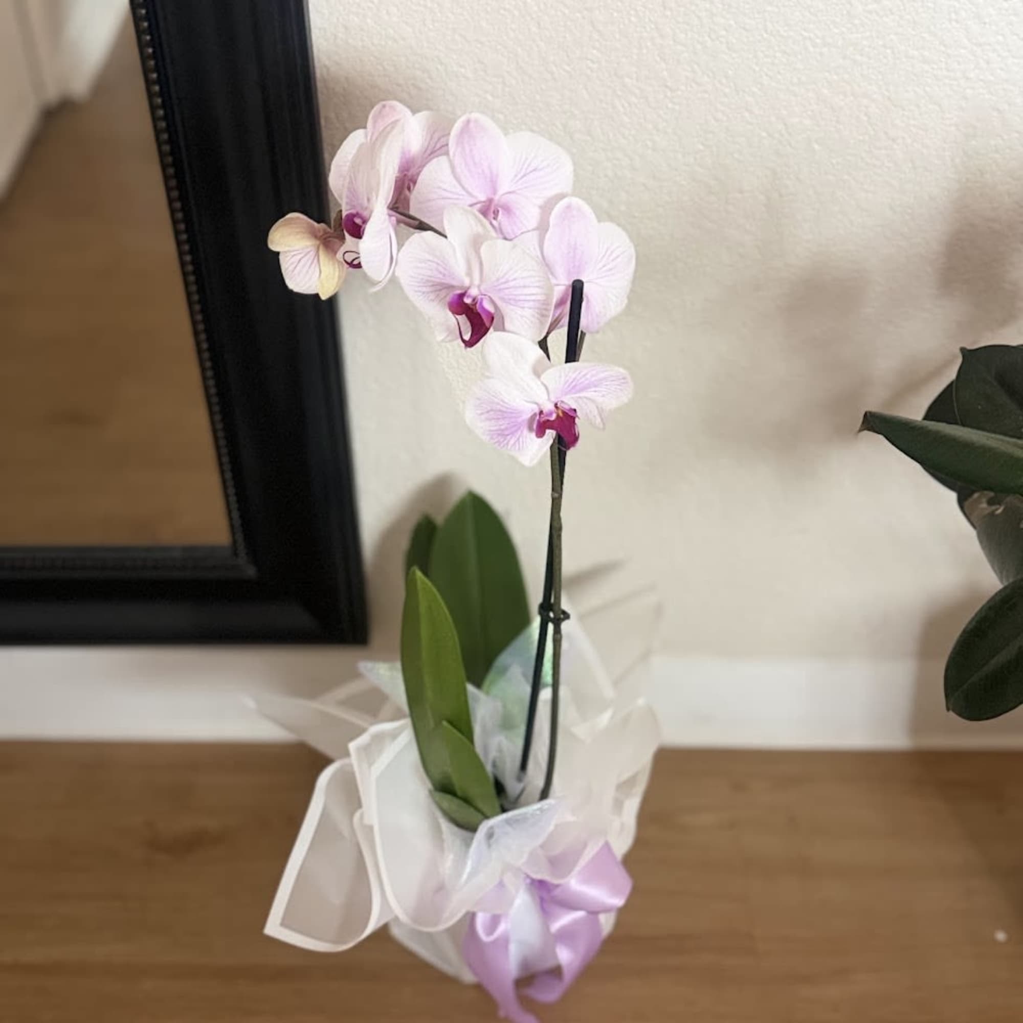 A sophisticated arrangement featuring a beautiful phalaenopsis orchid as the centerpiece, elegantly, photo 2 of 2