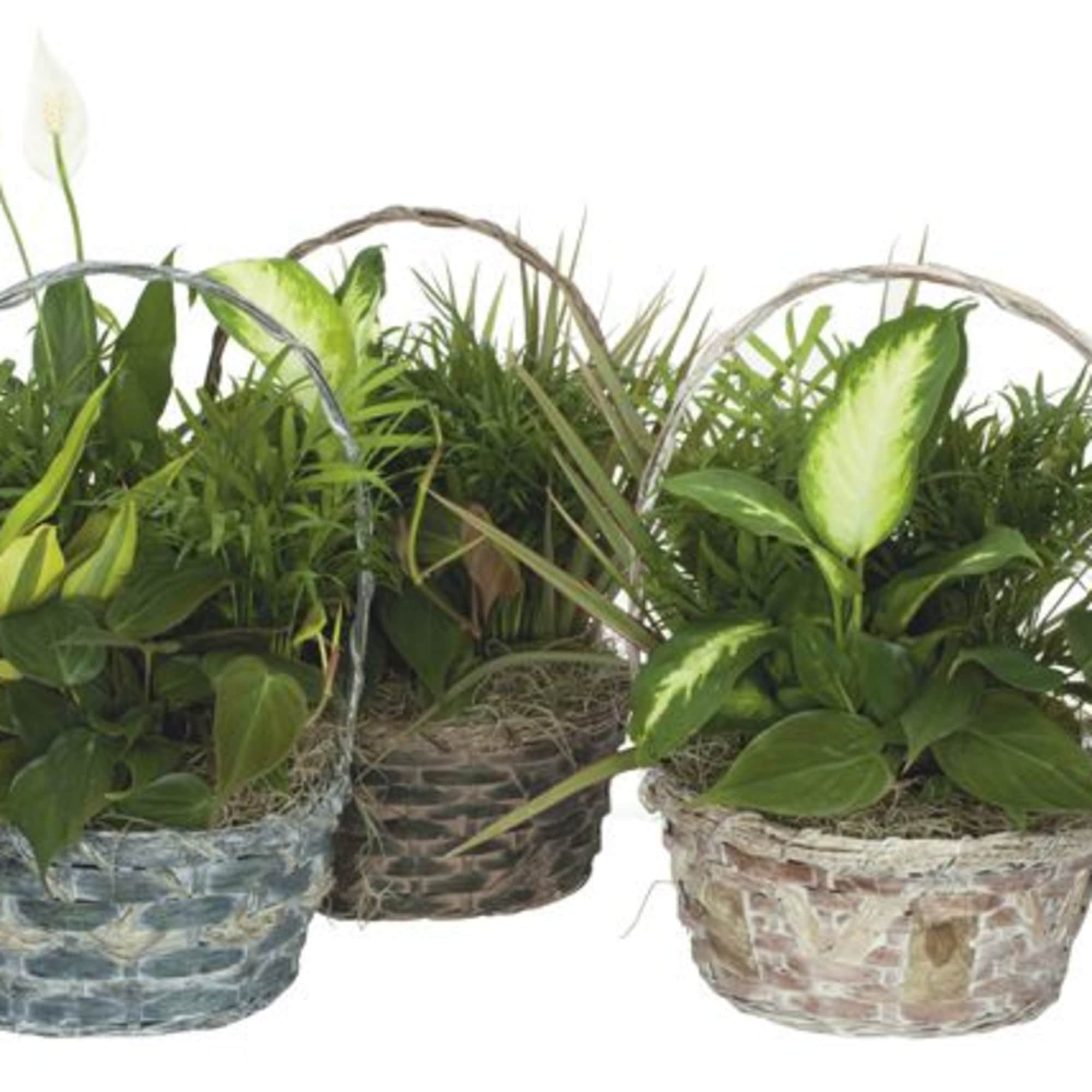 Three woven baskets of assorted potted plants with arching handles
