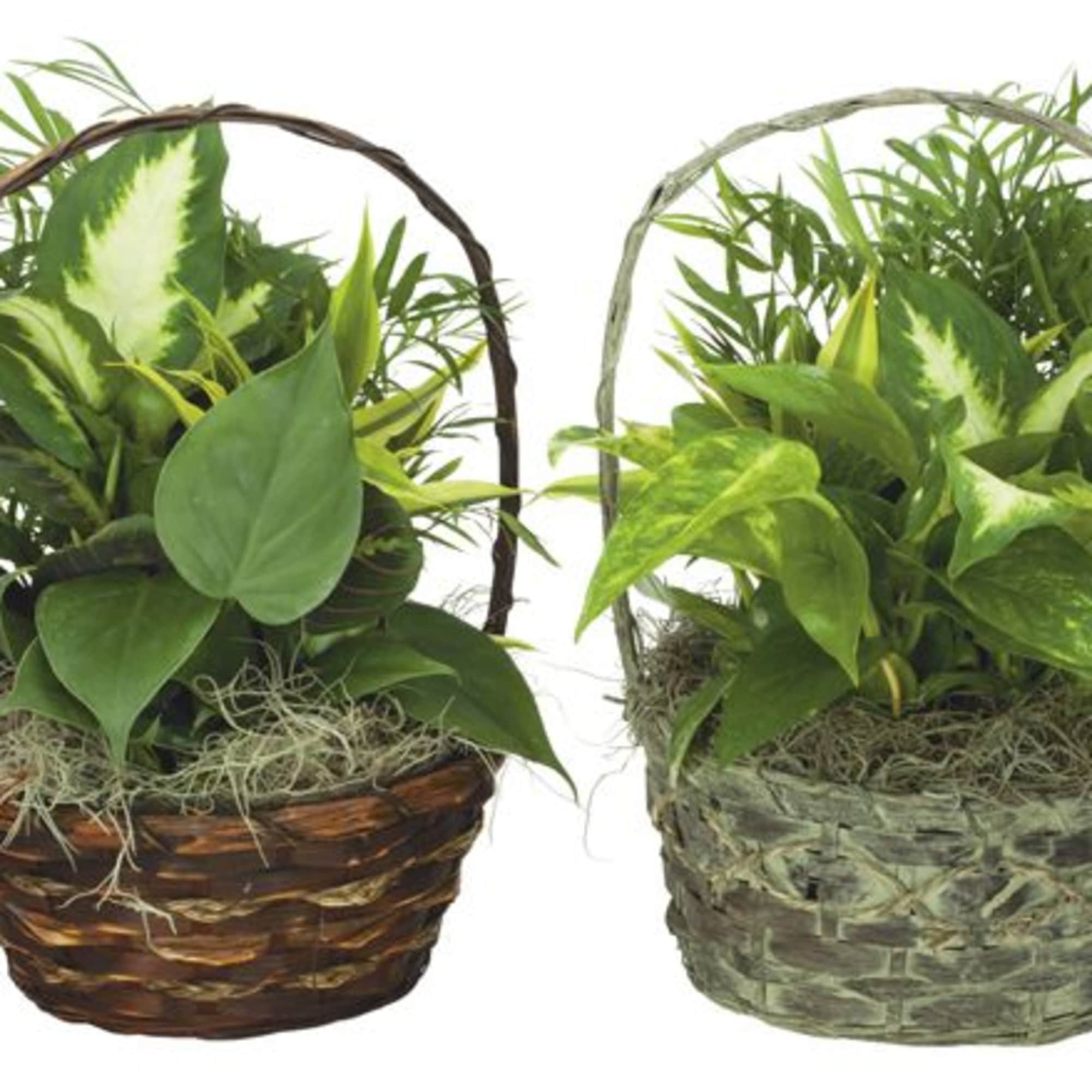 Two green plant baskets with woven handles and mixed foliage