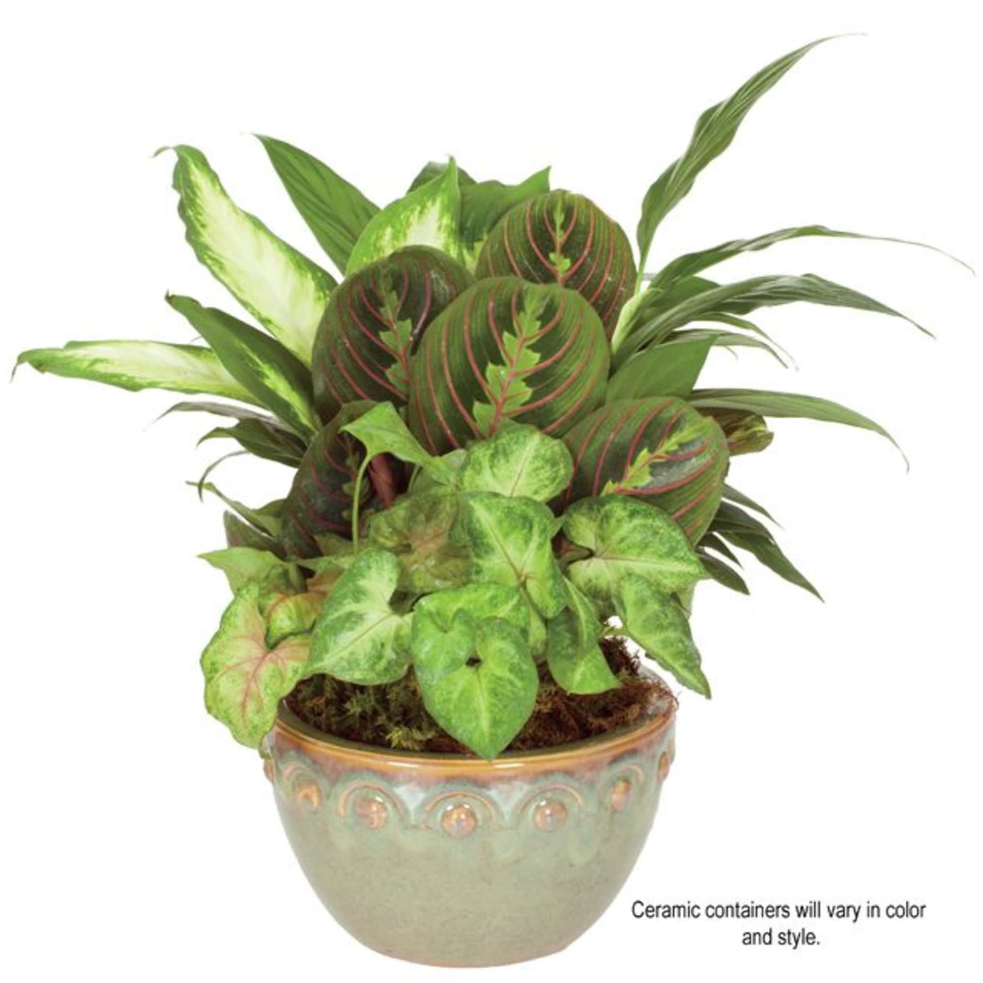 Mixed green houseplants in a decorative ceramic pot