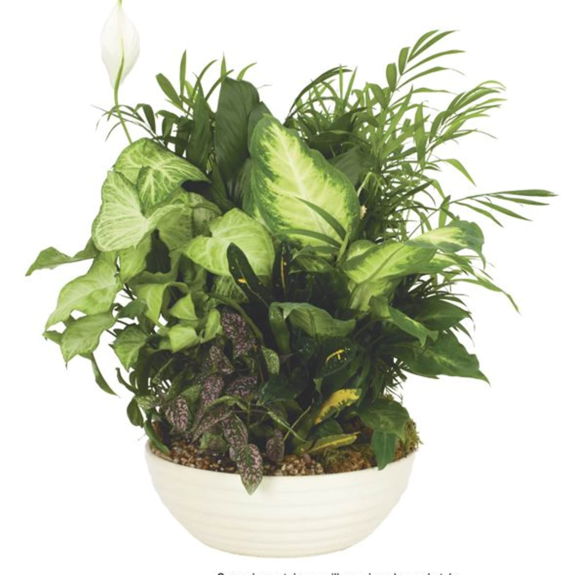 Mixed green houseplants in a white ceramic bowl planter