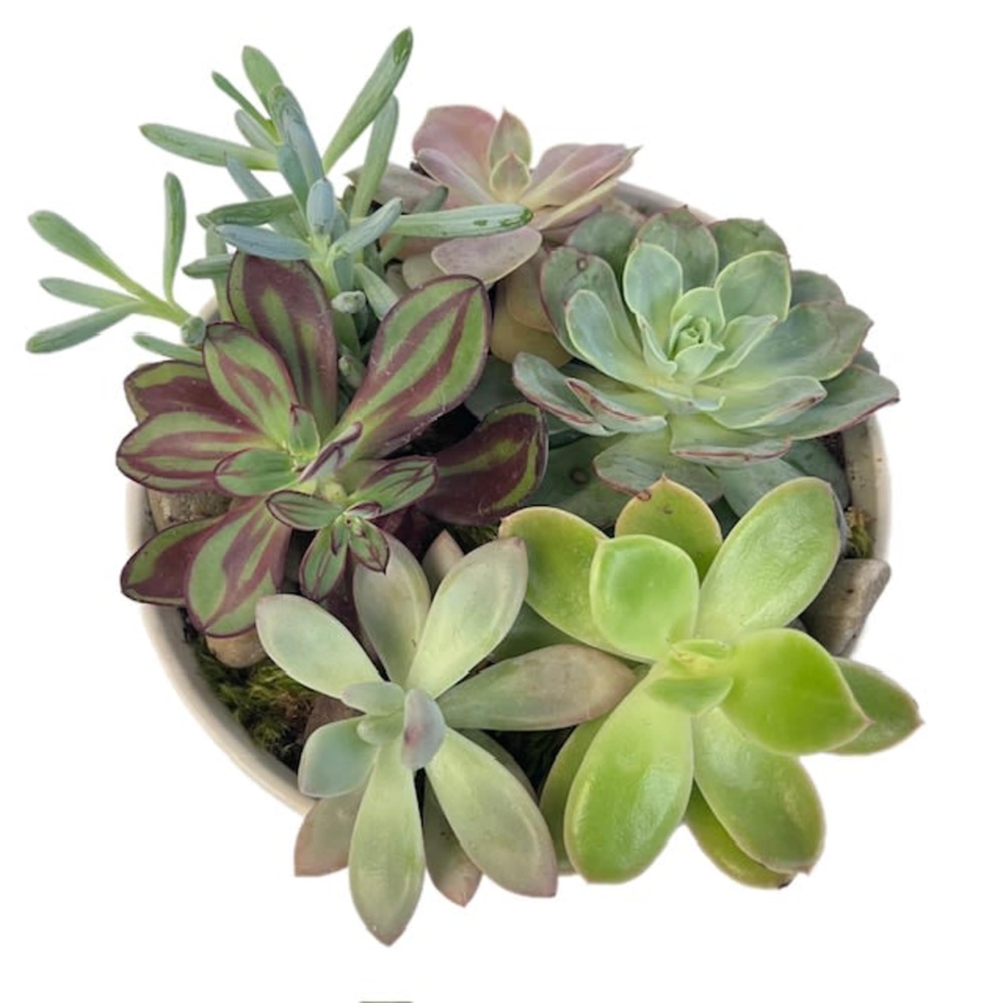 Potted succulent arrangement with mixed rosette plants in a round container