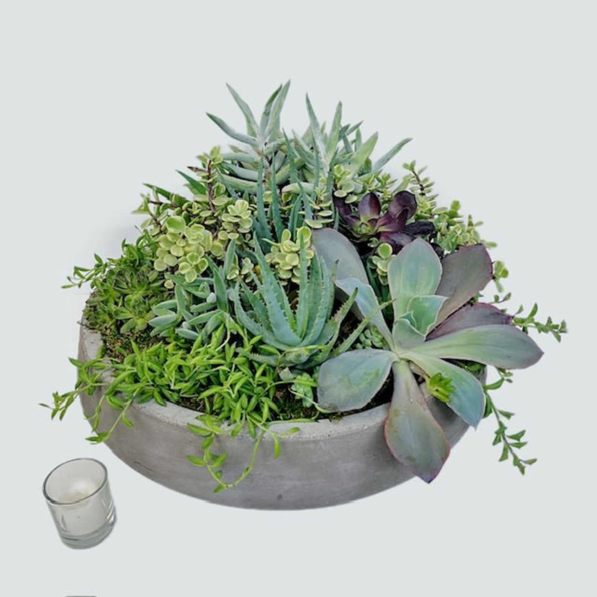 So. Many. Succulents. This large, modern cement container is overflowing with an
