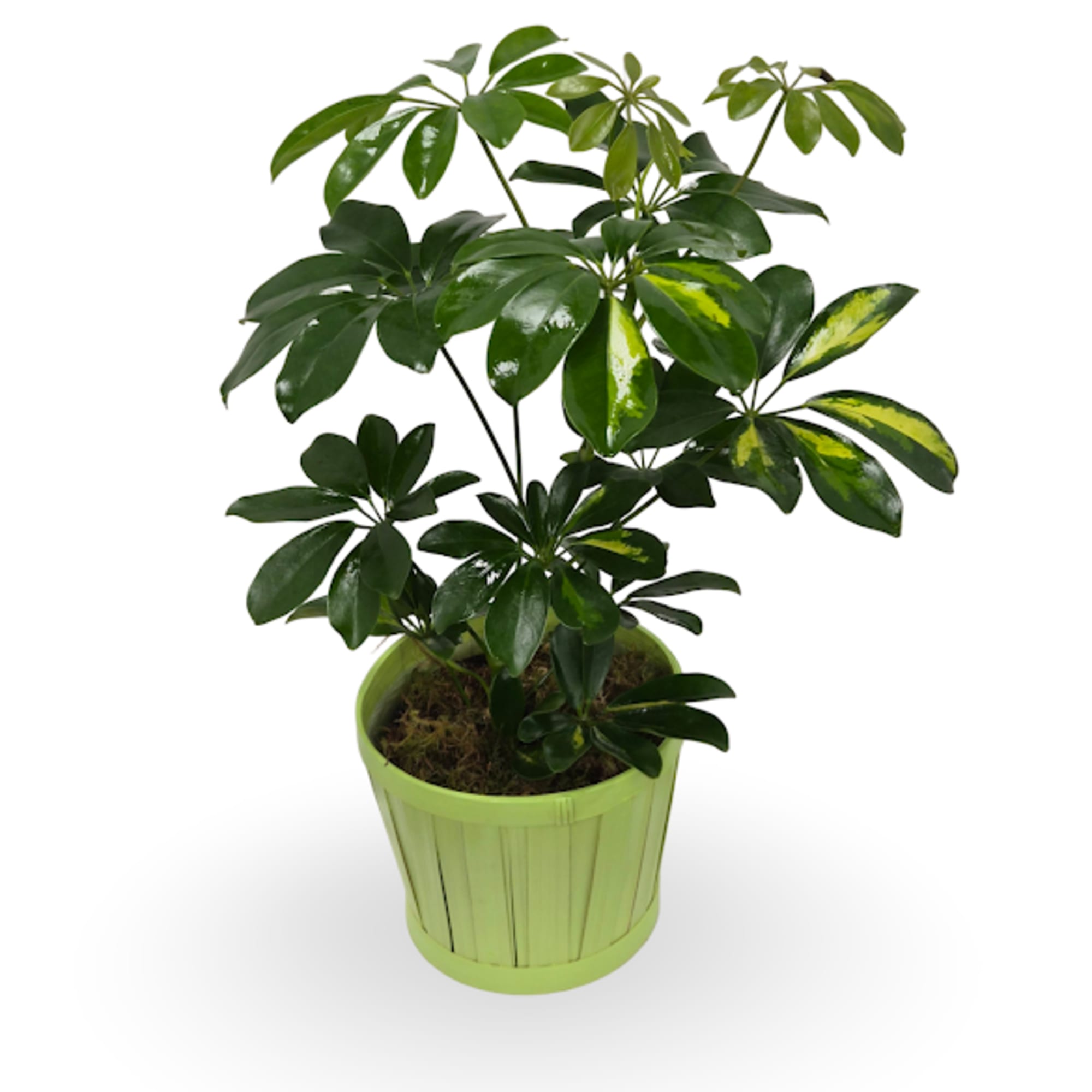 Select this stunning 6" Schefflera to brighten up your home!
Container may vary.