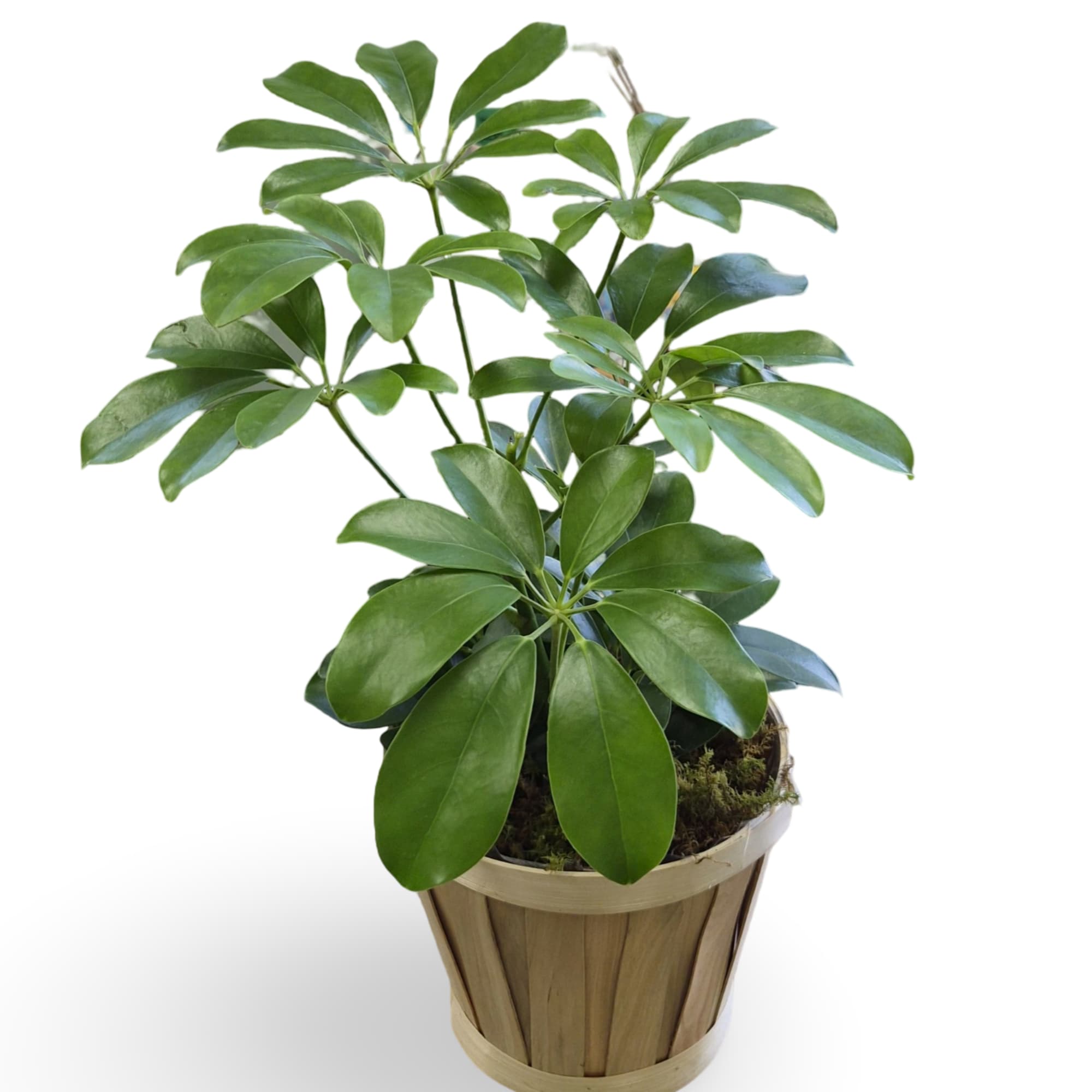 Select this stunning 6" Schefflera to brighten up your home!
Container may vary., photo 2 of 2