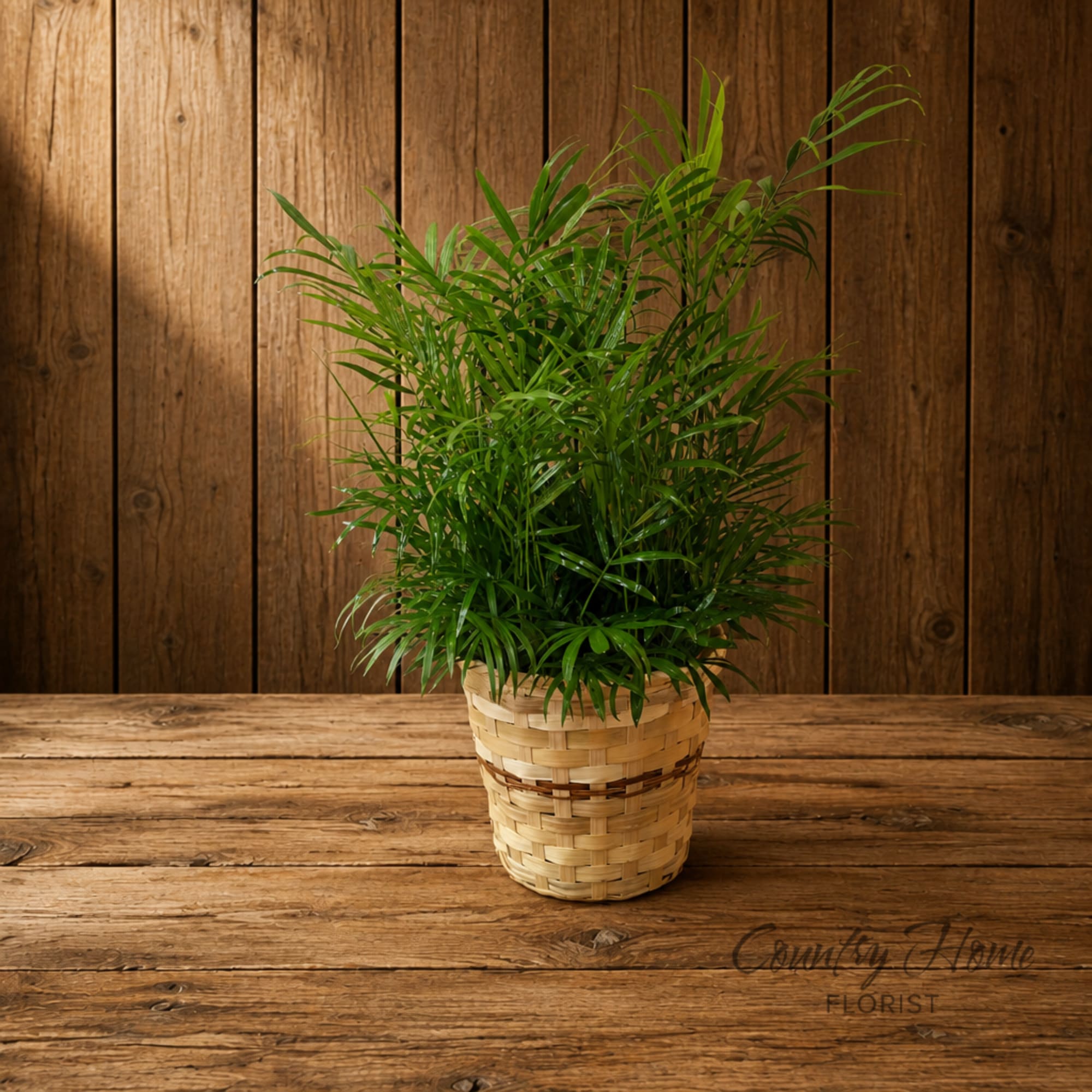 Potted green palm plant in a woven basket