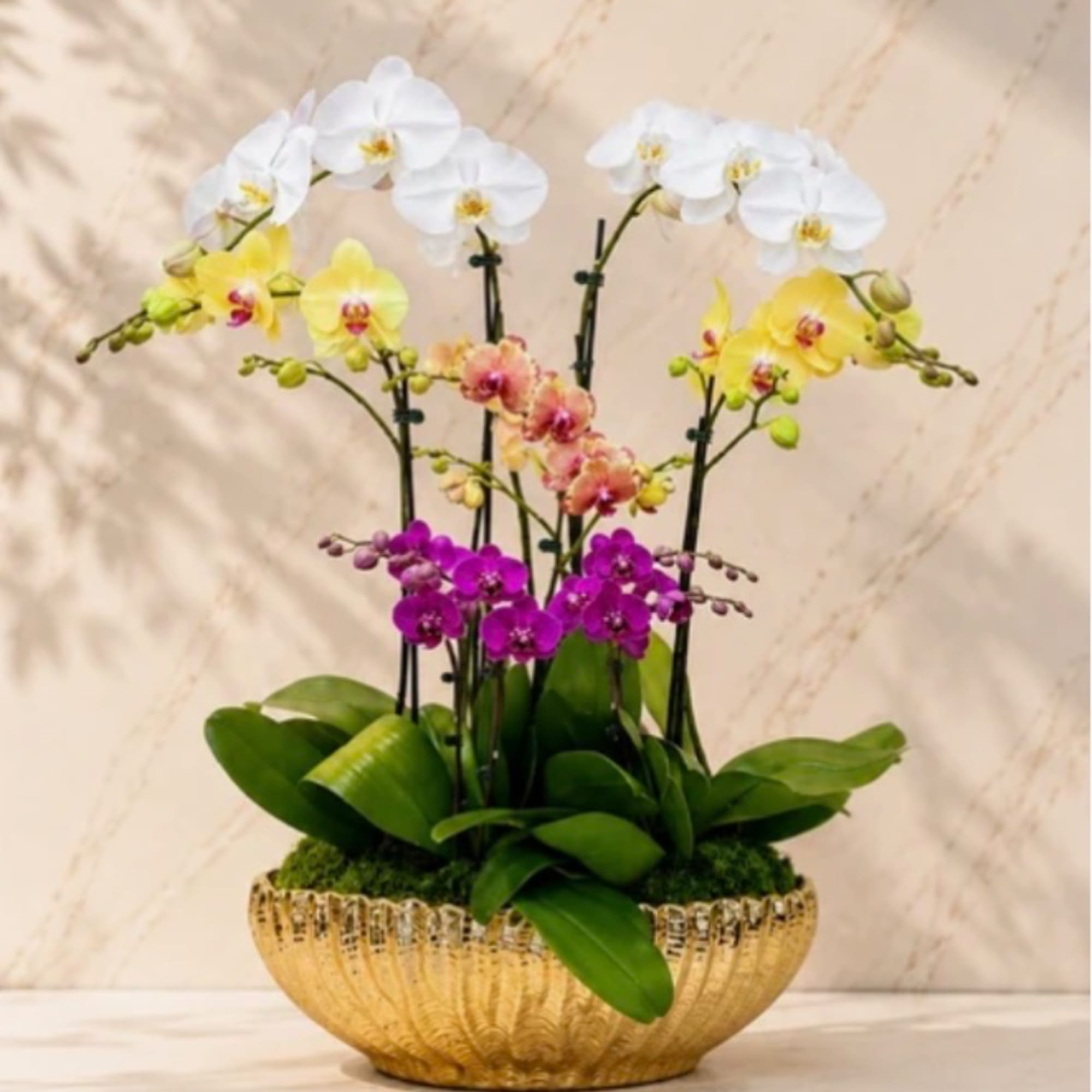 Potted orchids in white, yellow, and purple in a gold bowl planter
