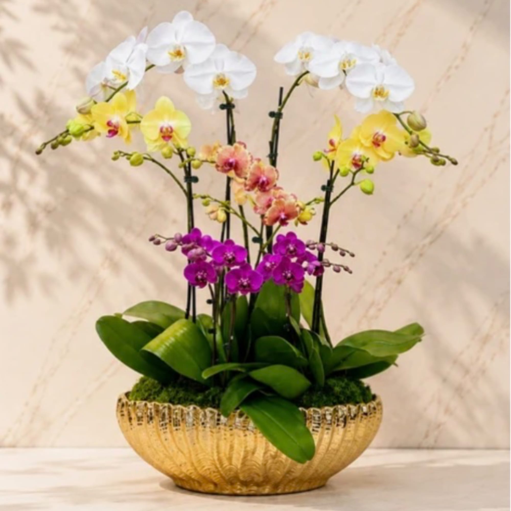 Potted orchid arrangement with white, yellow, peach, and purple blooms in a gold bowl