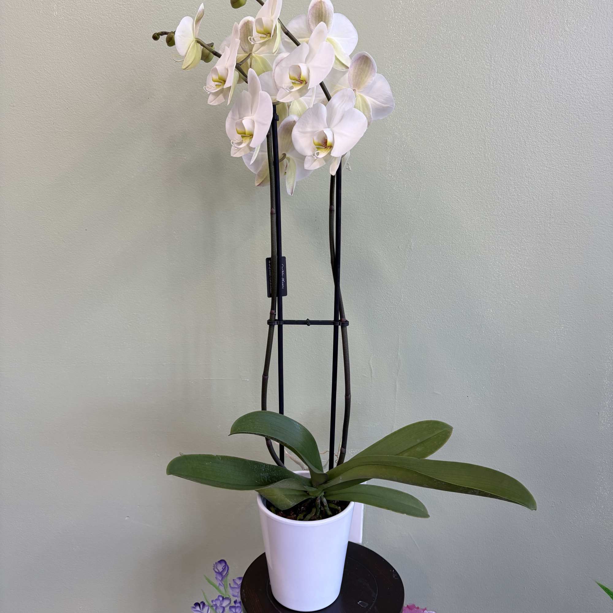 White orchid plant in a white pot on a small stand