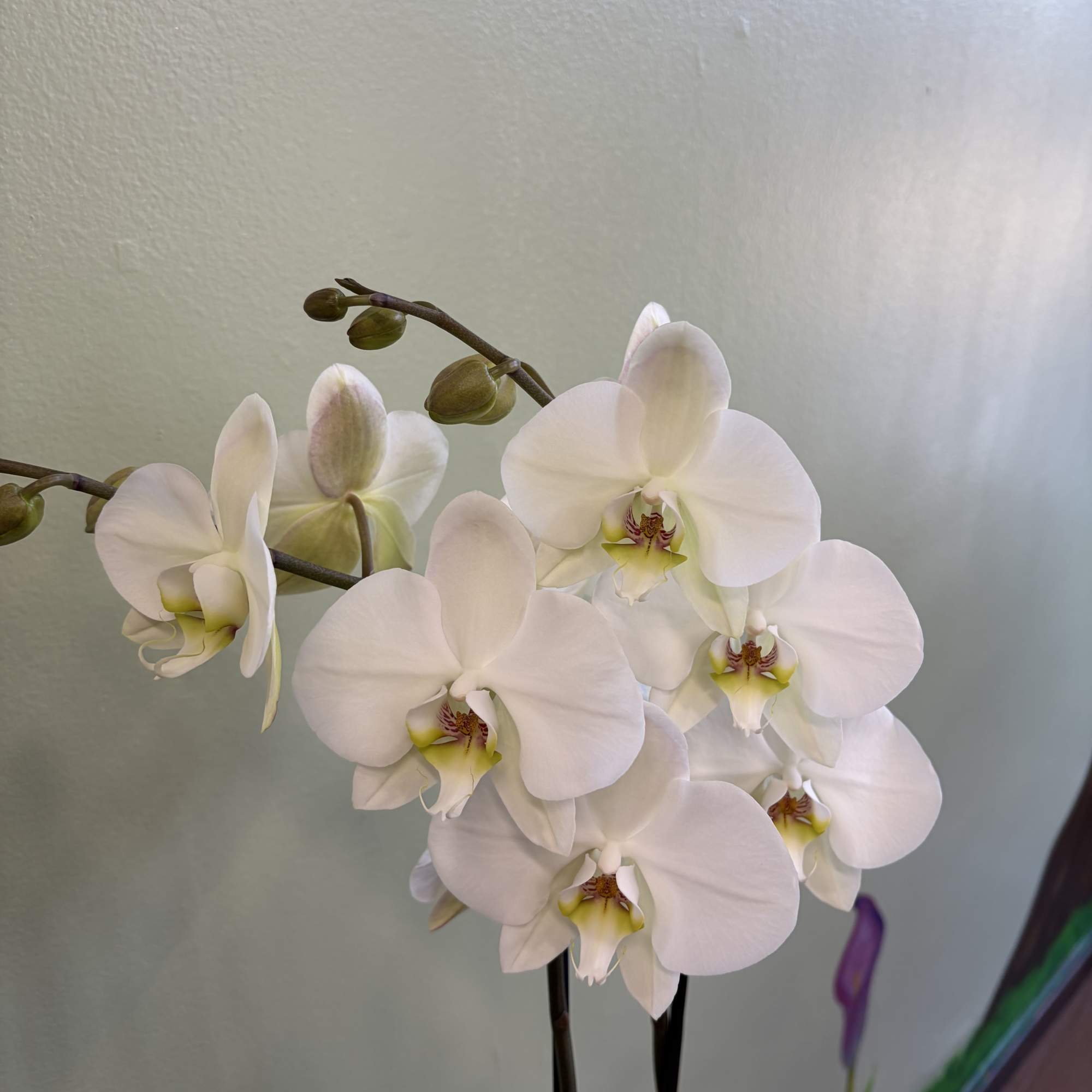 White orchid blooms on arching stems