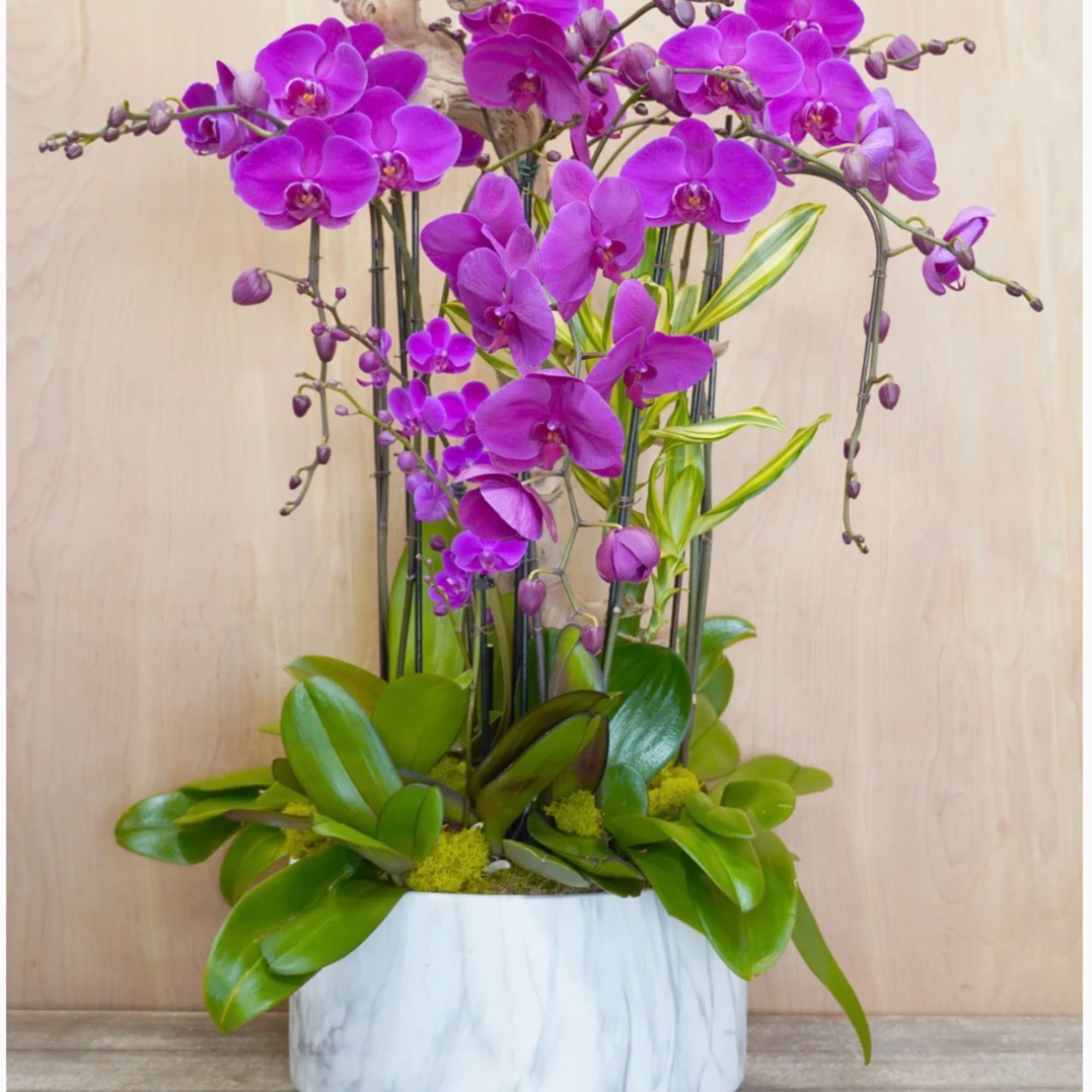 Purple orchids arranged in a white planter with broad green leaves