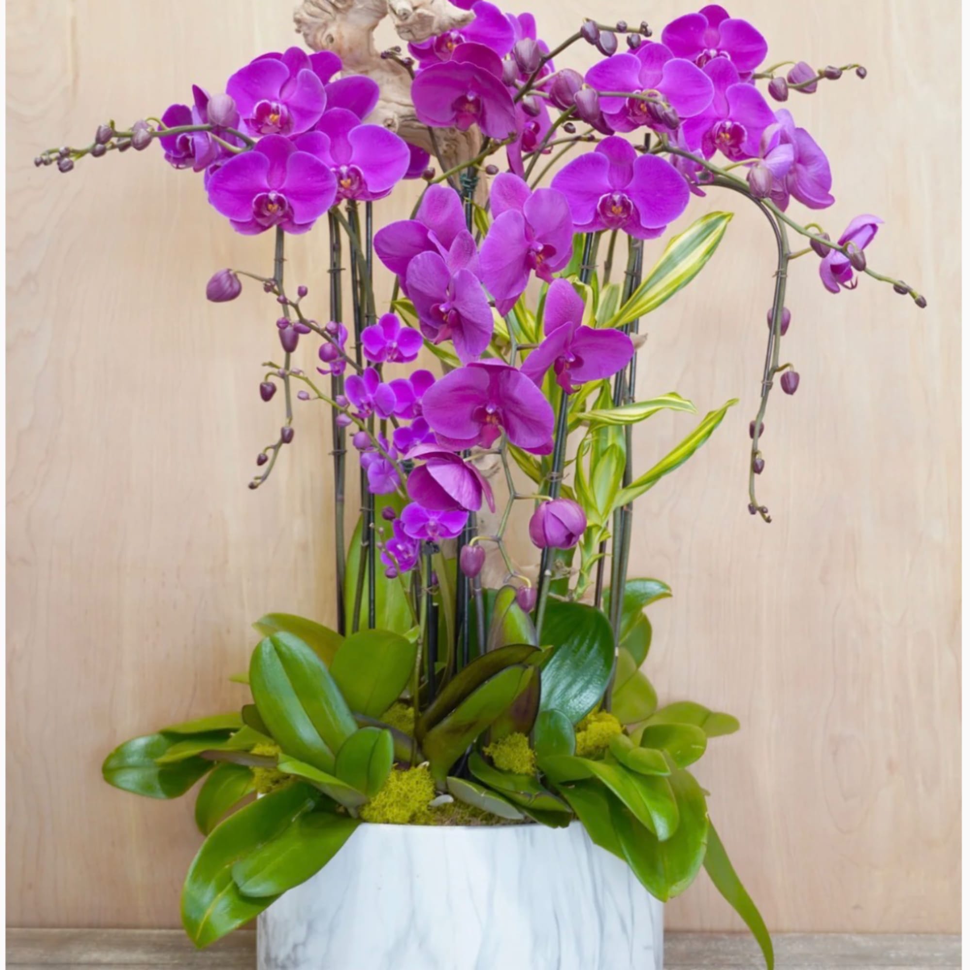 Purple orchids arranged in a white vase with broad green leaves