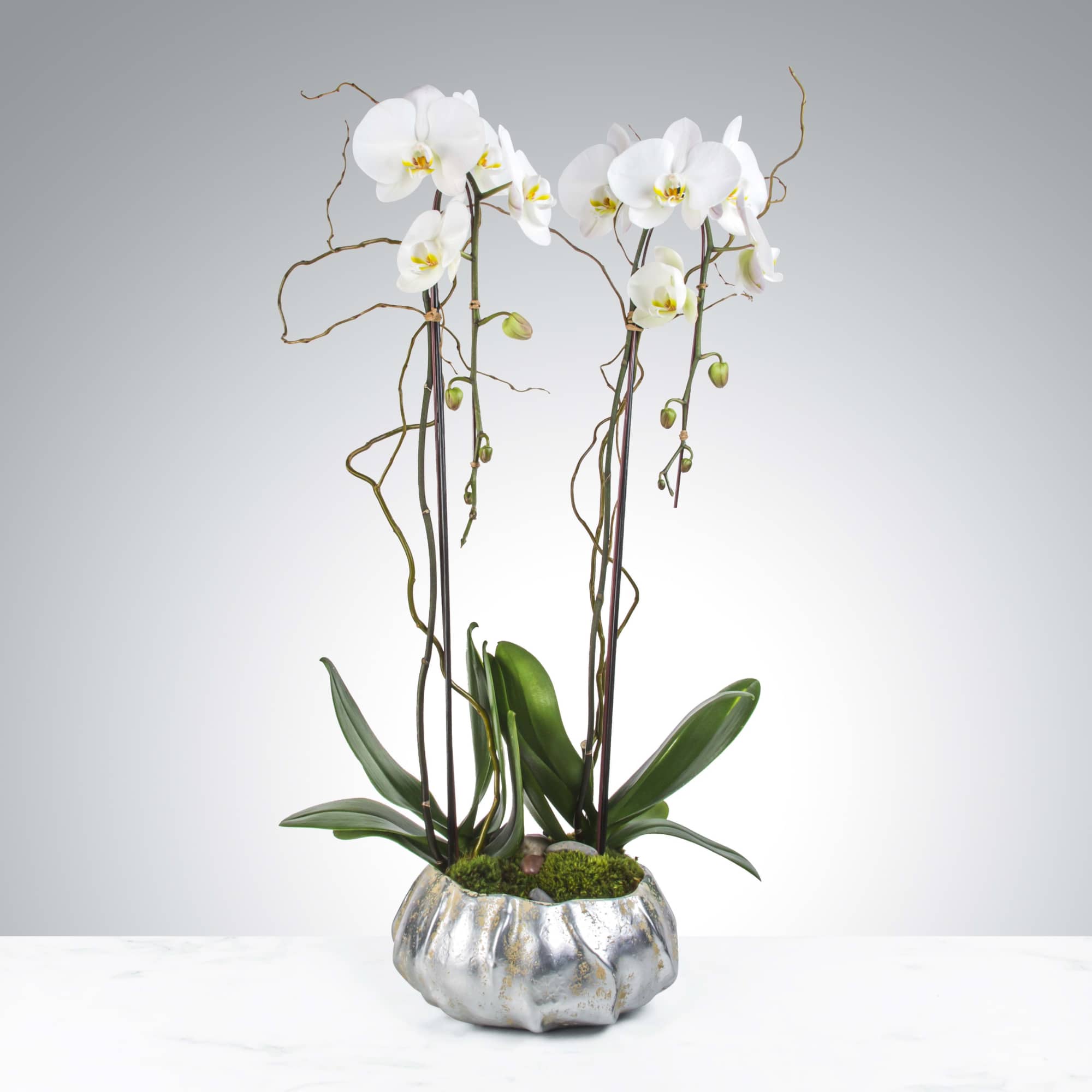 Potted white phalaenopsis orchid with tall stems in a low silver ceramic bowl