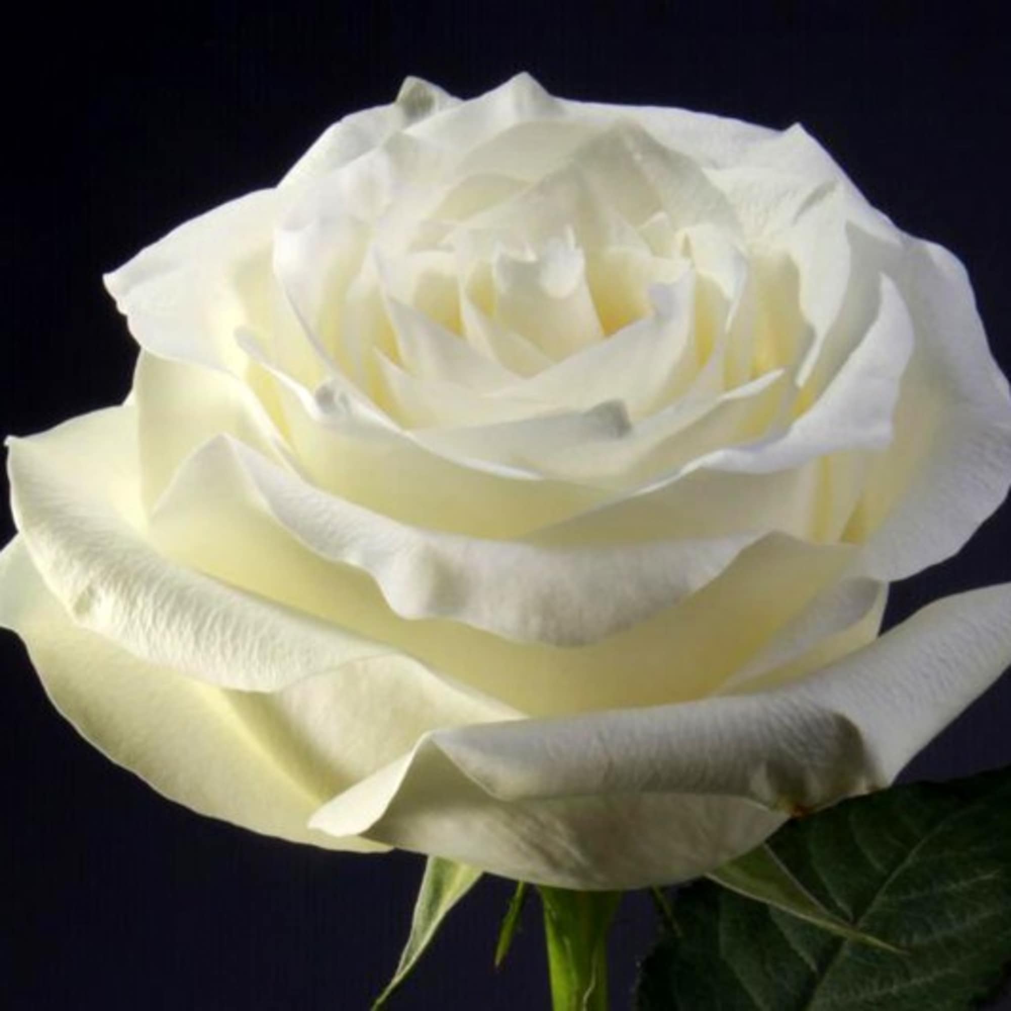 Single white rose bloom on a dark background