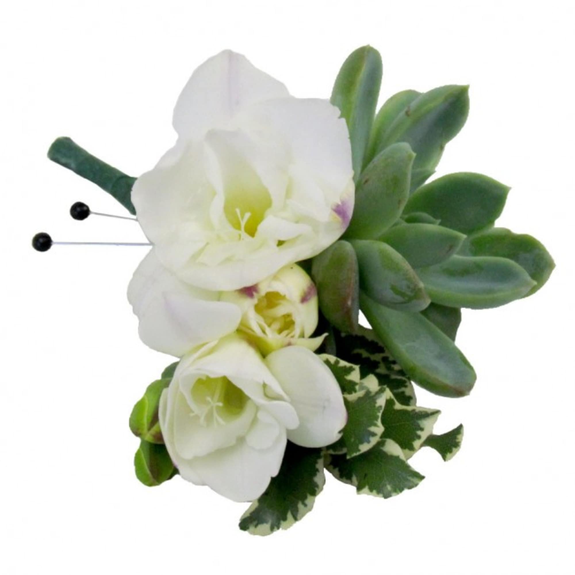 White orchid boutonniere with green succulent and variegated leaves