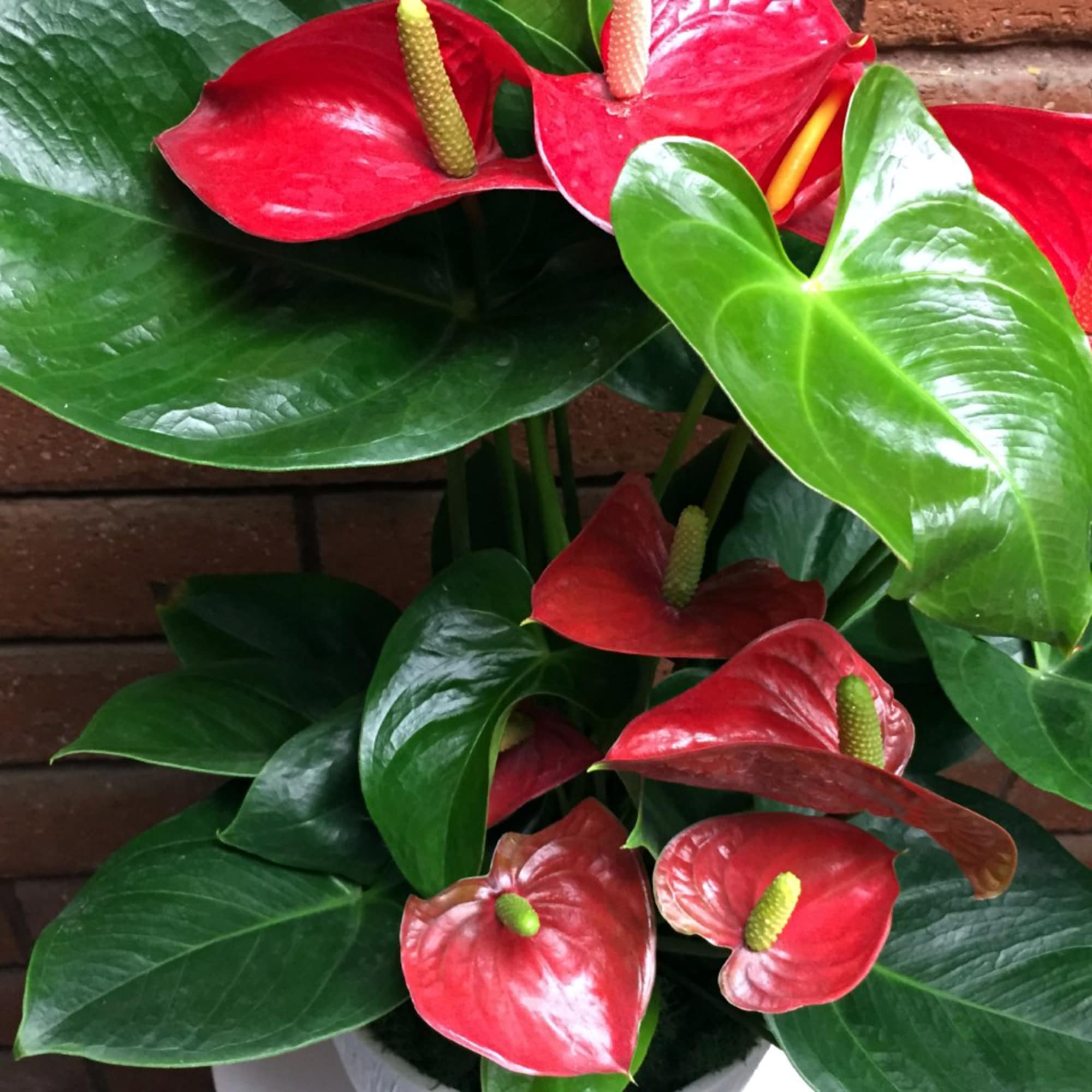 Potted red anthurium plant with glossy heart-shaped blooms