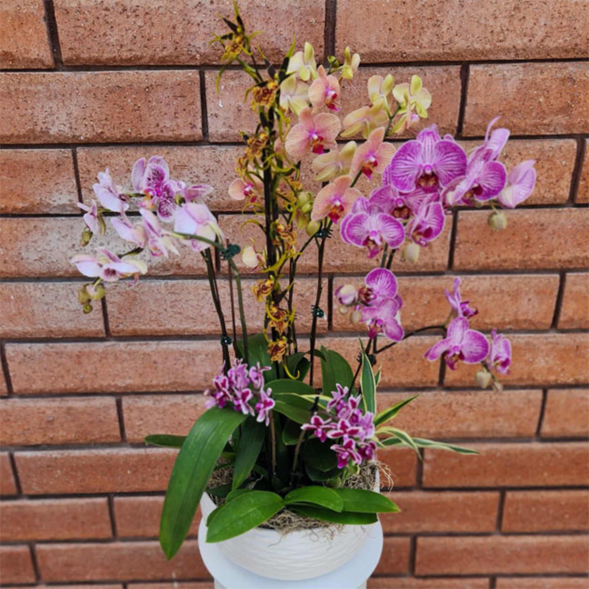 Potted orchid arrangement with pink and purple blooms in a white container