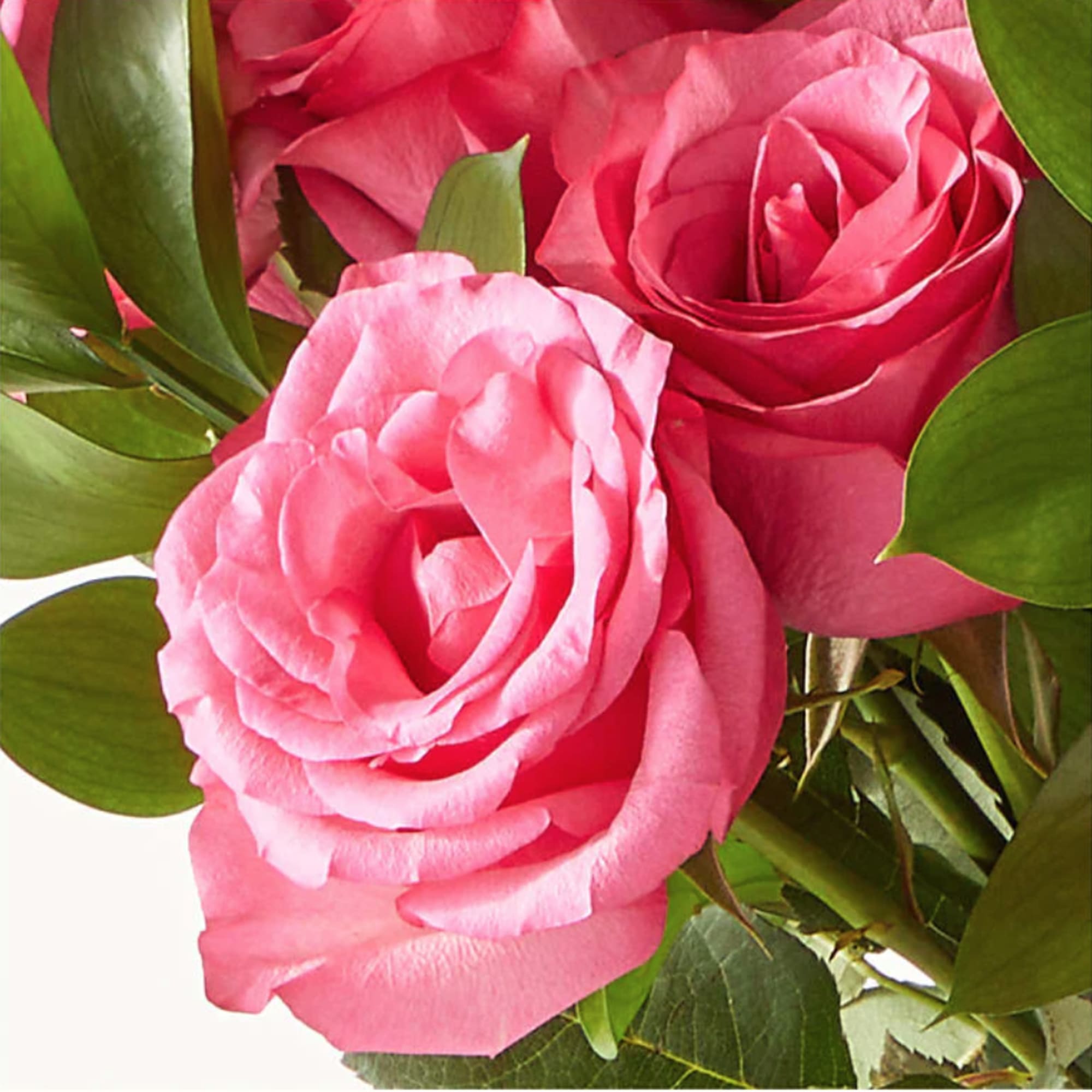 Close-up of pink roses with green foliage