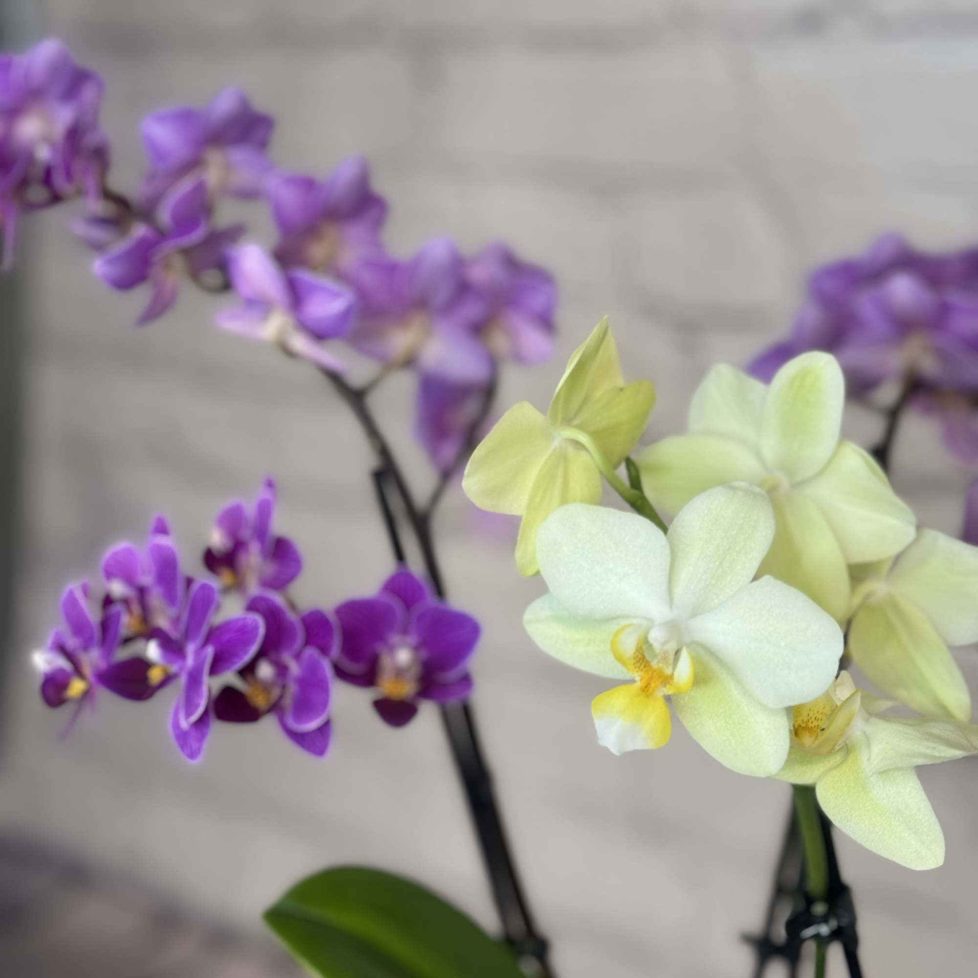 Our "Orchid Delight" is a captivating floral arrangement that brings natural beauty, photo 3 of 6