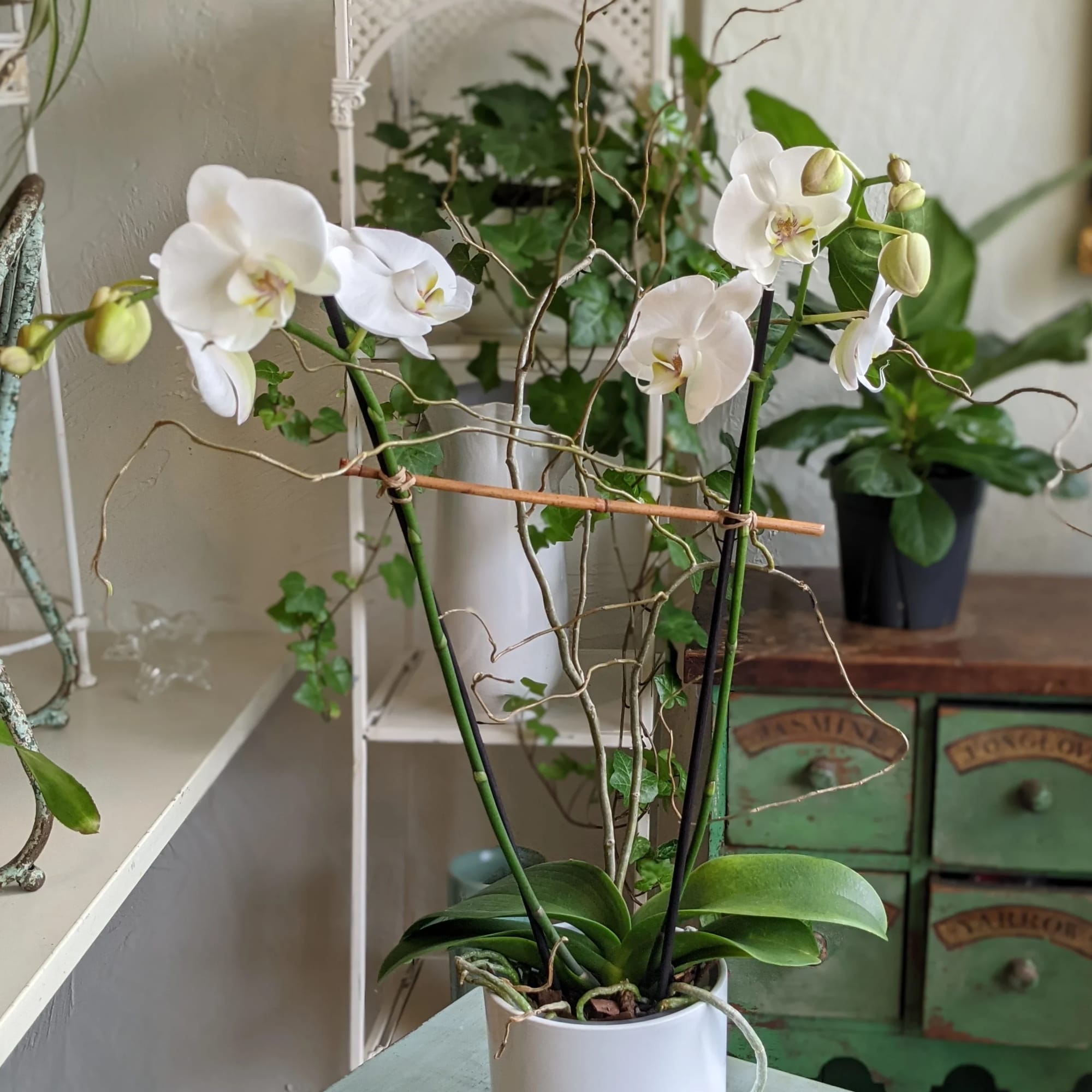White orchids in a white pot with support stakes
