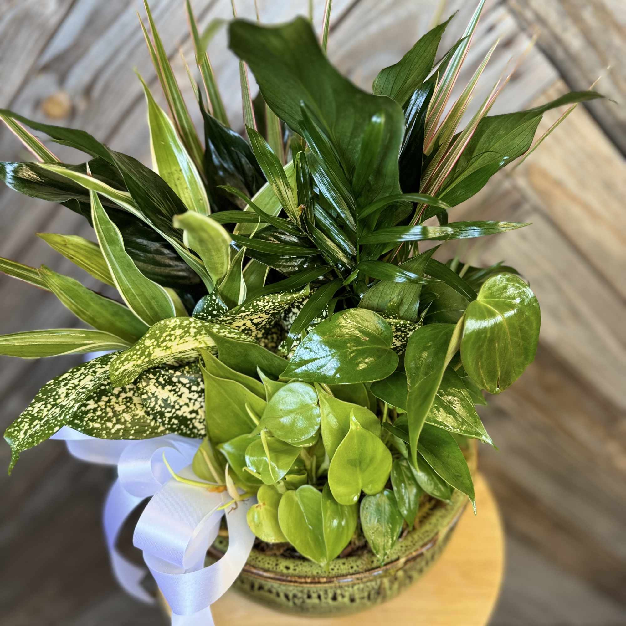 Mixed green houseplant arrangement in a decorative bowl with a white ribbon