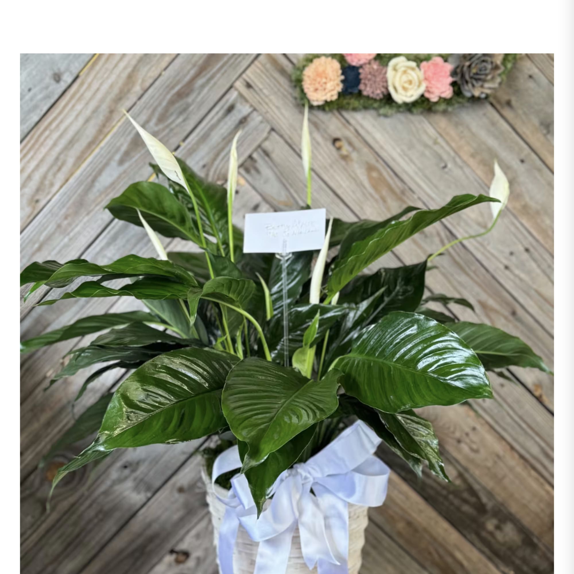 White peace lily plant in a woven basket with a ribbon bow