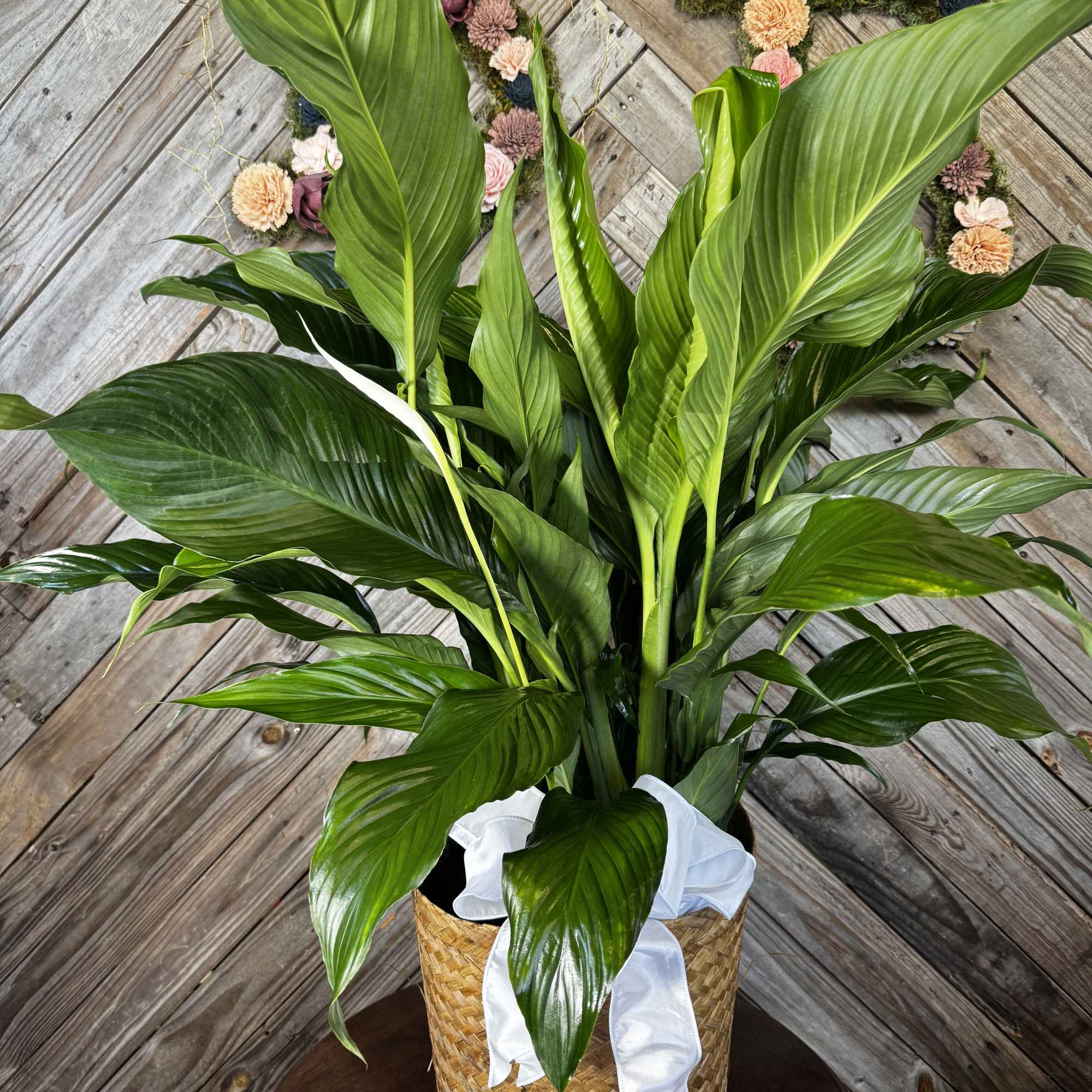 Tall green potted plant in a woven basket with a white ribbon