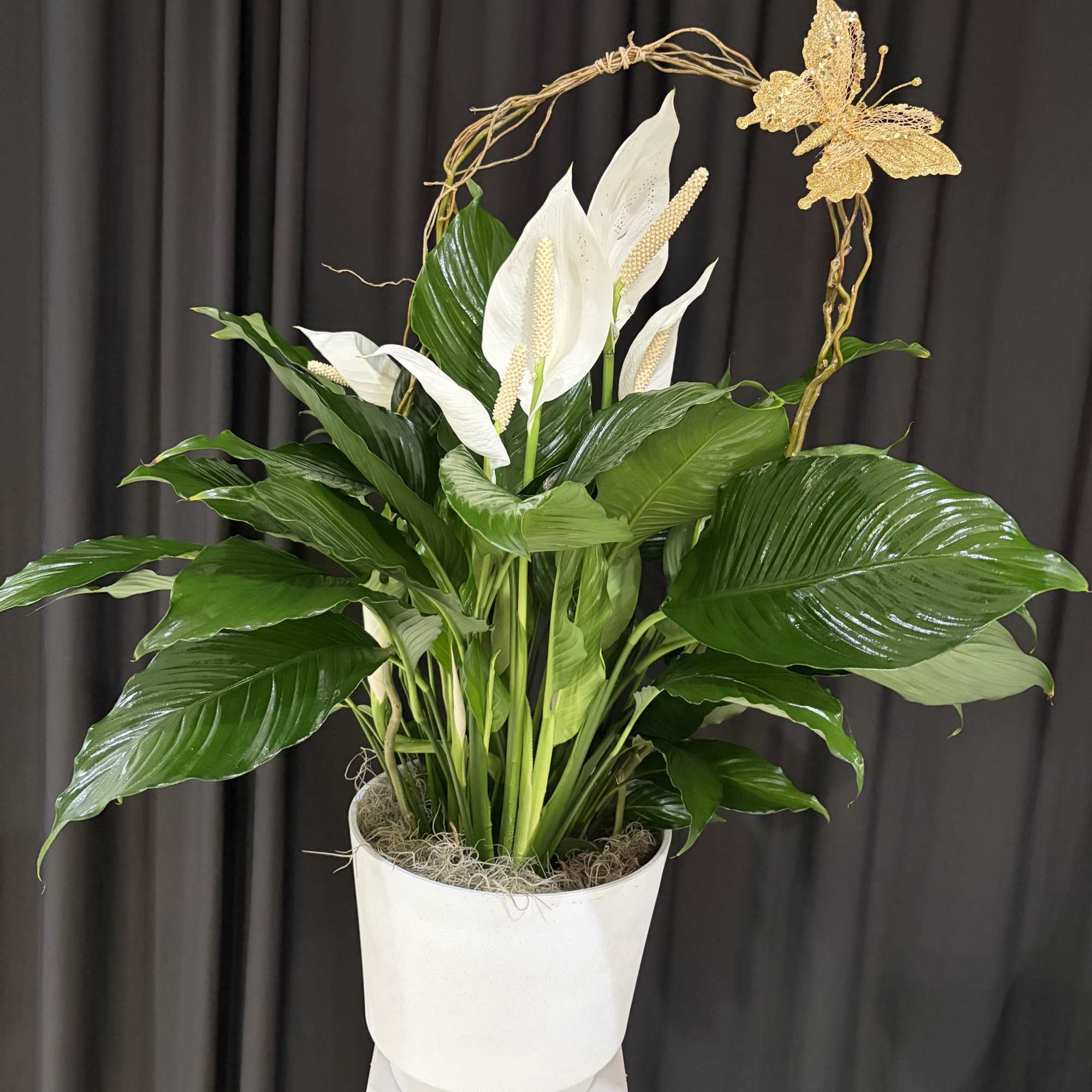 Peace Lily Plant Product ID: PLP
