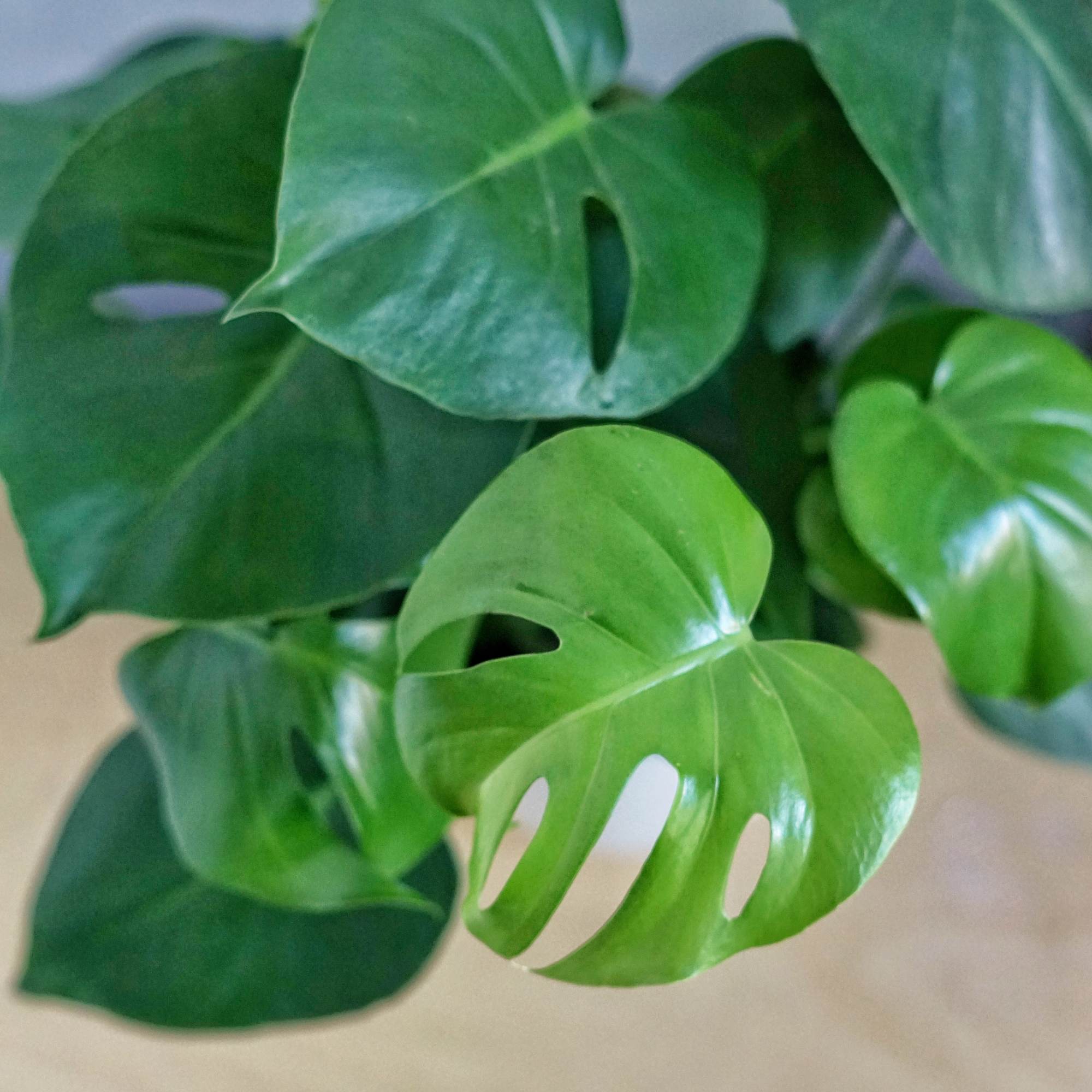 This monstera plant present in a 7.5inch white ceramic planter. It's a, photo 2 of 2