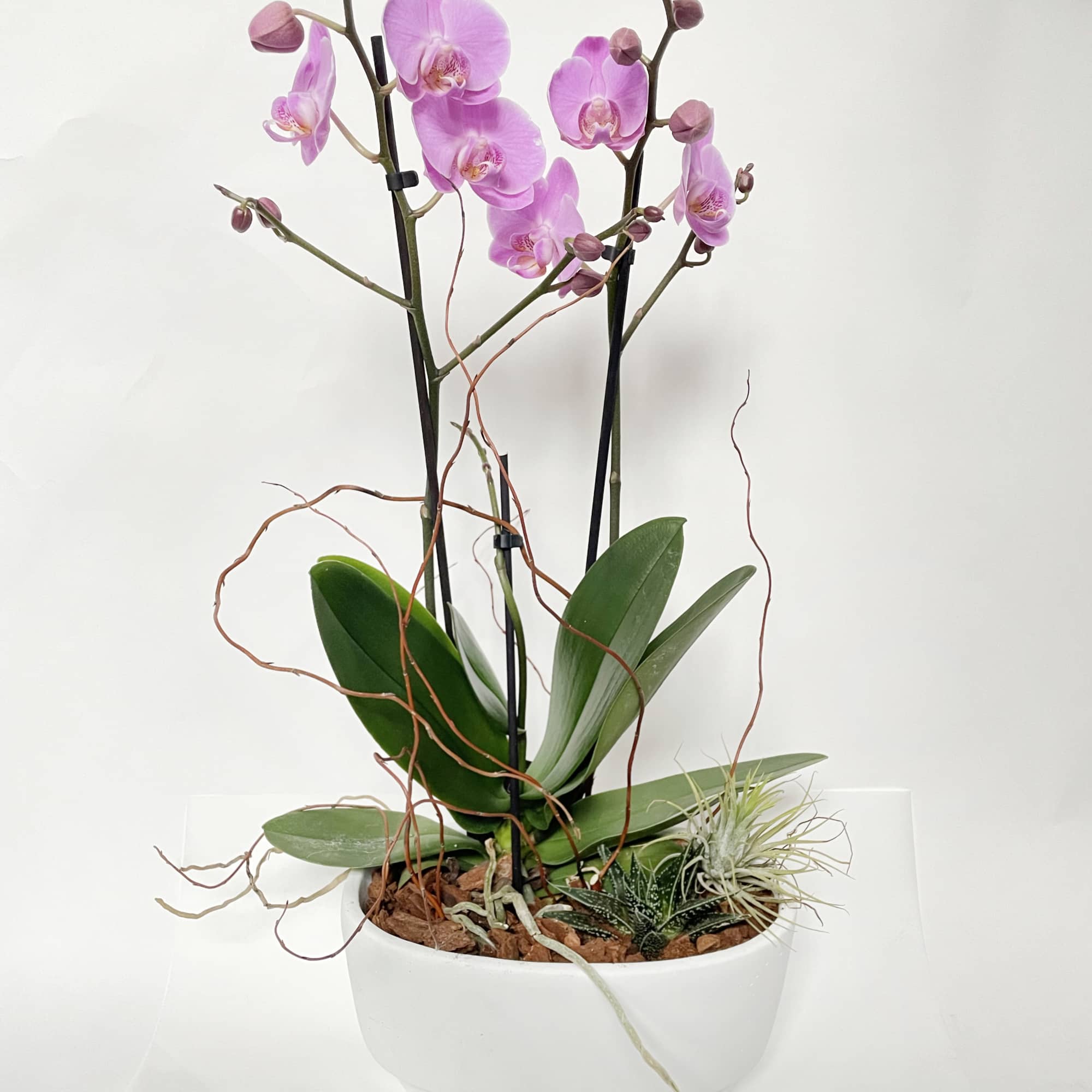 Pink orchids in a white bowl planter with small succulents