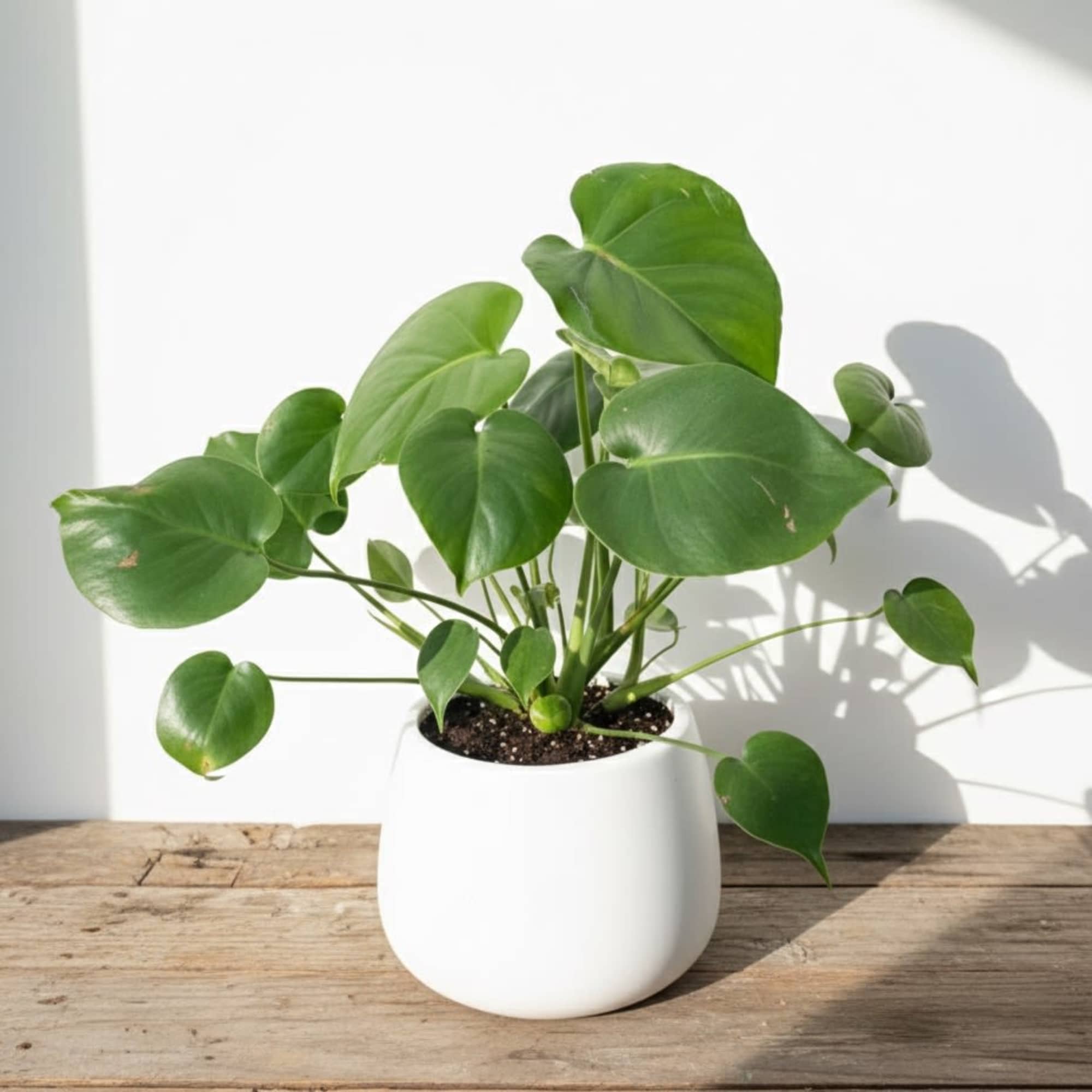 This monstera plant present in a 7.5inch white ceramic planter. It's a