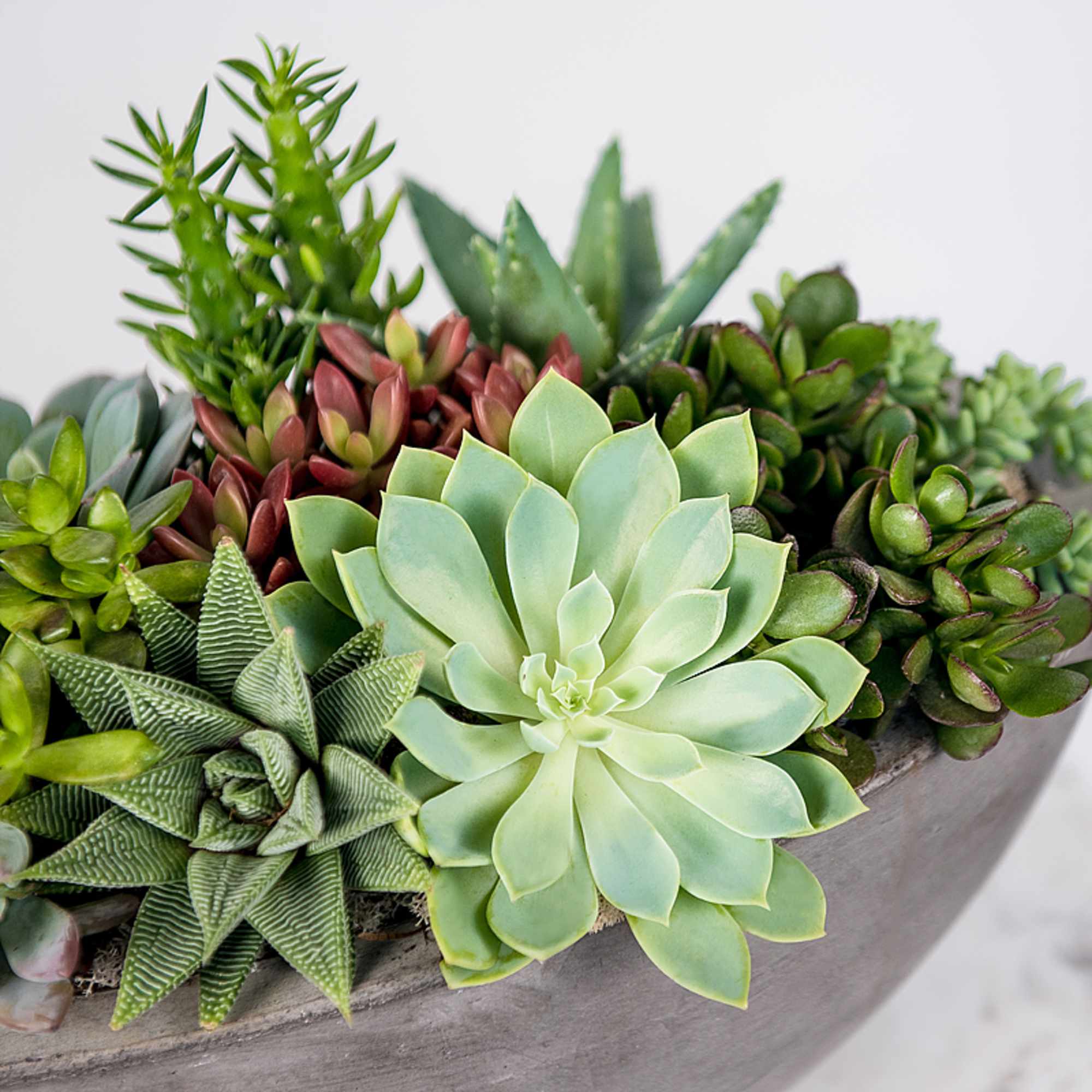 Mixed succulent arrangement in a shallow gray planter