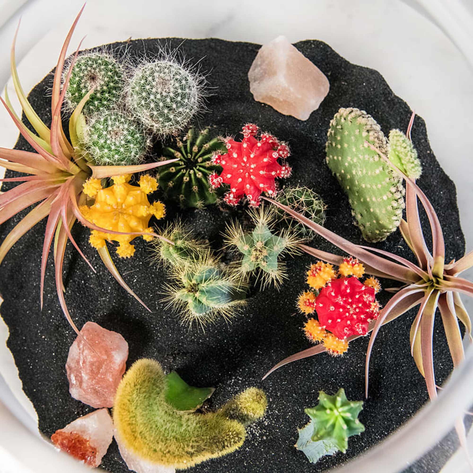 Assorted colorful cacti and air plants arranged in black sand with crystals