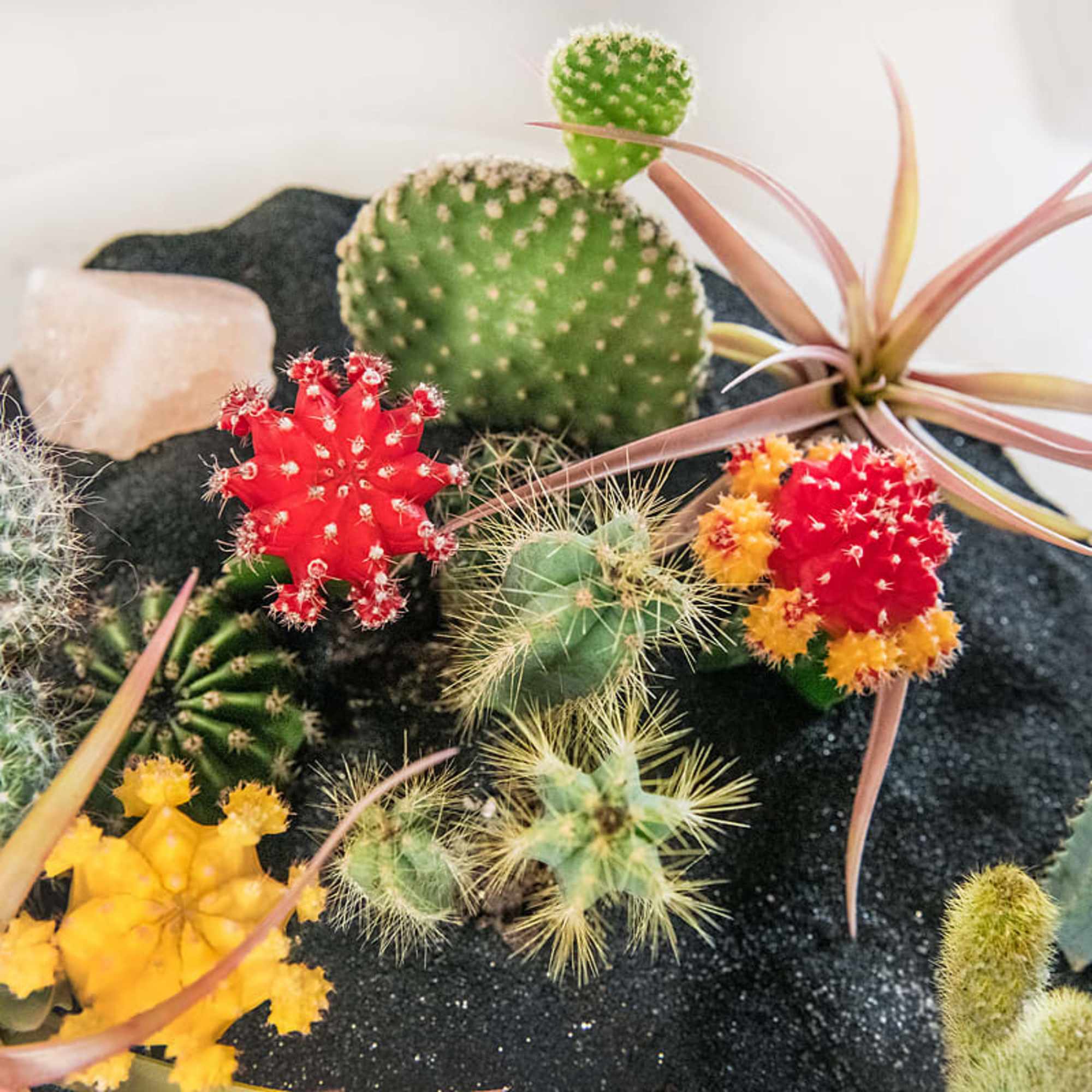 Assorted colorful cacti and succulents arranged in black sand.