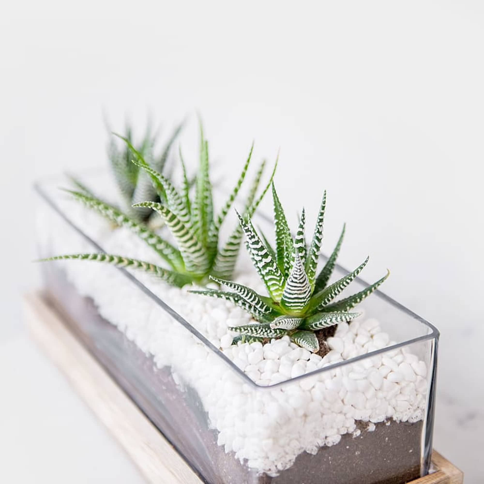 Two small striped succulents in a rectangular glass planter with white stones