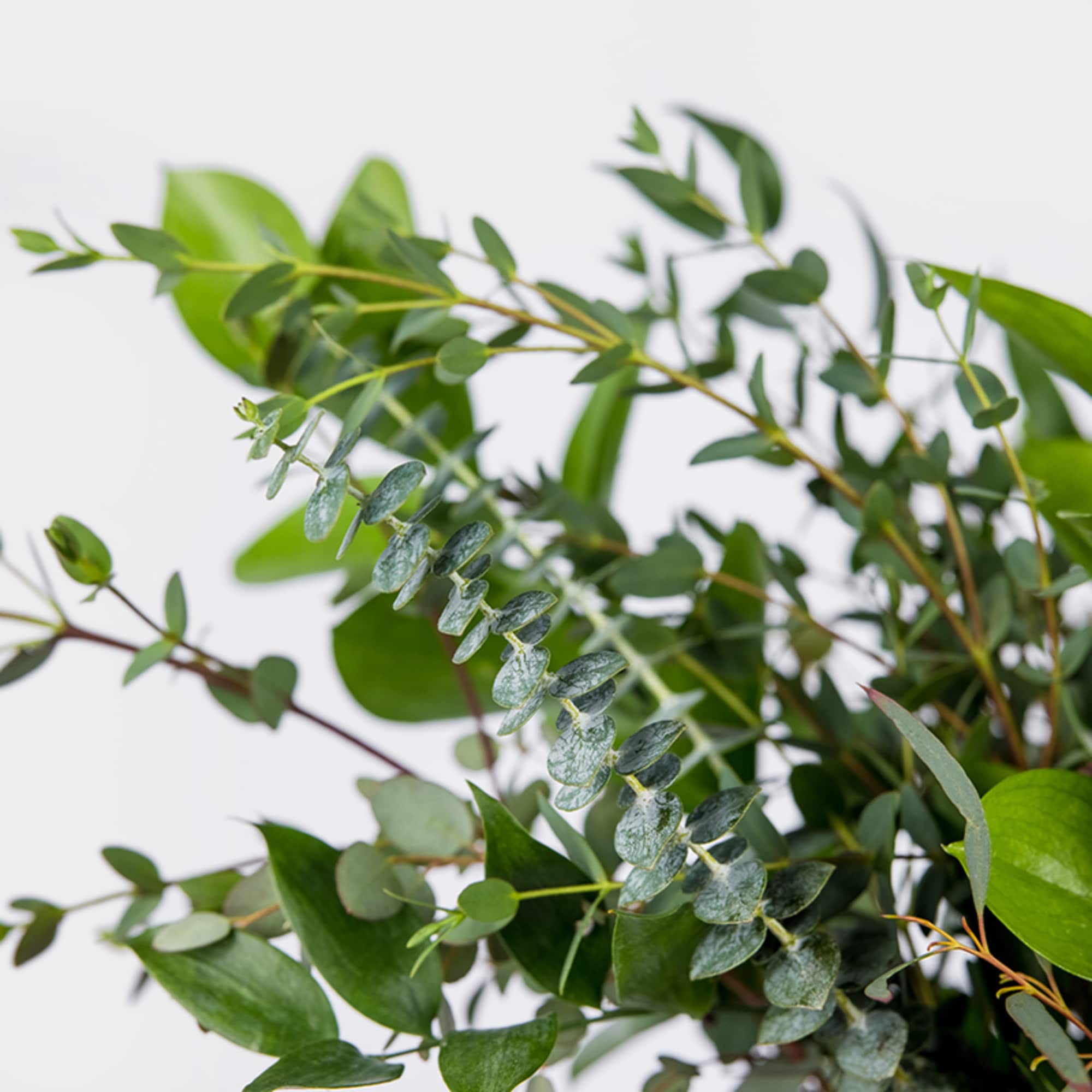 A little green peace of mind we designed with the wildest greens, photo 4 of 4