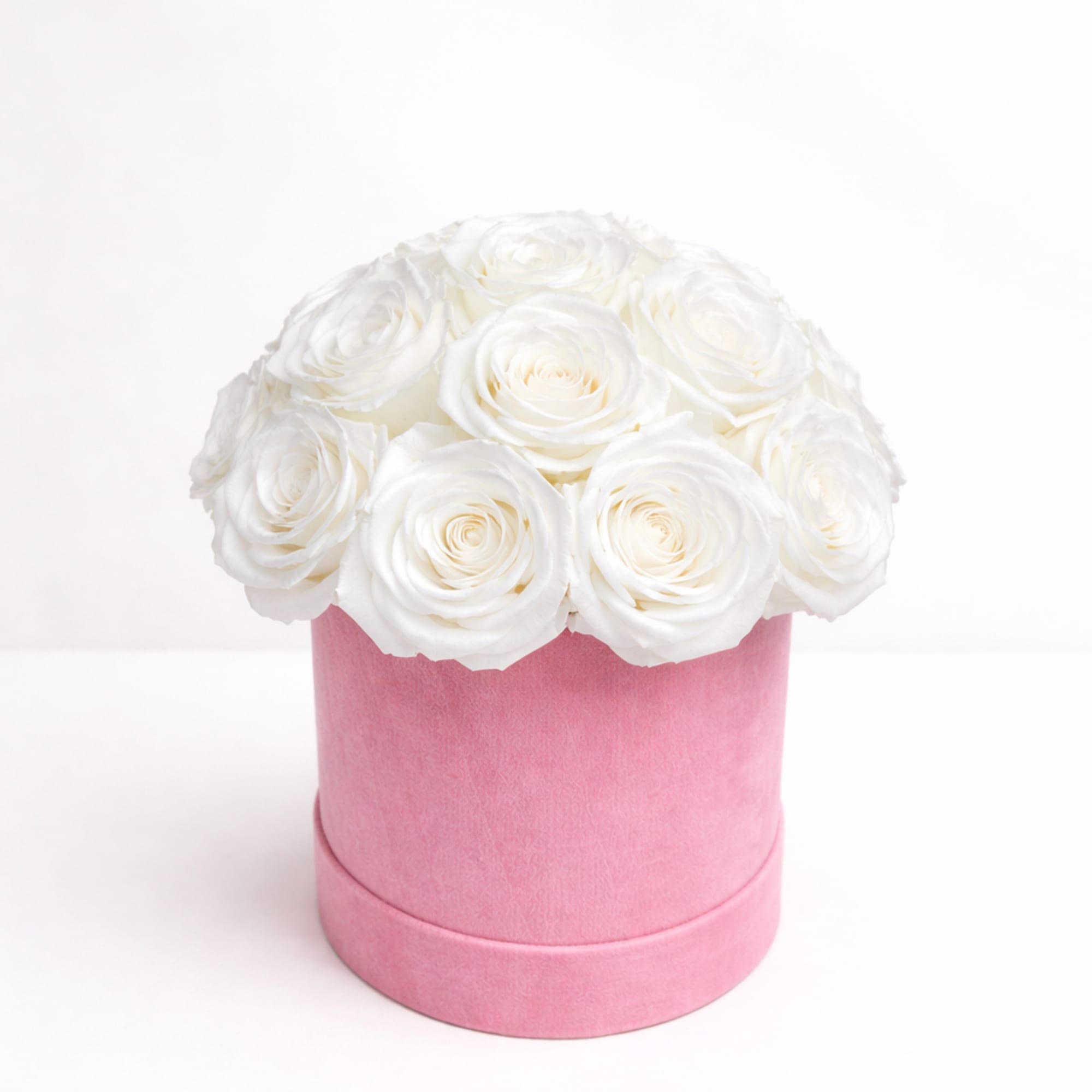 White roses arranged in a pink round box