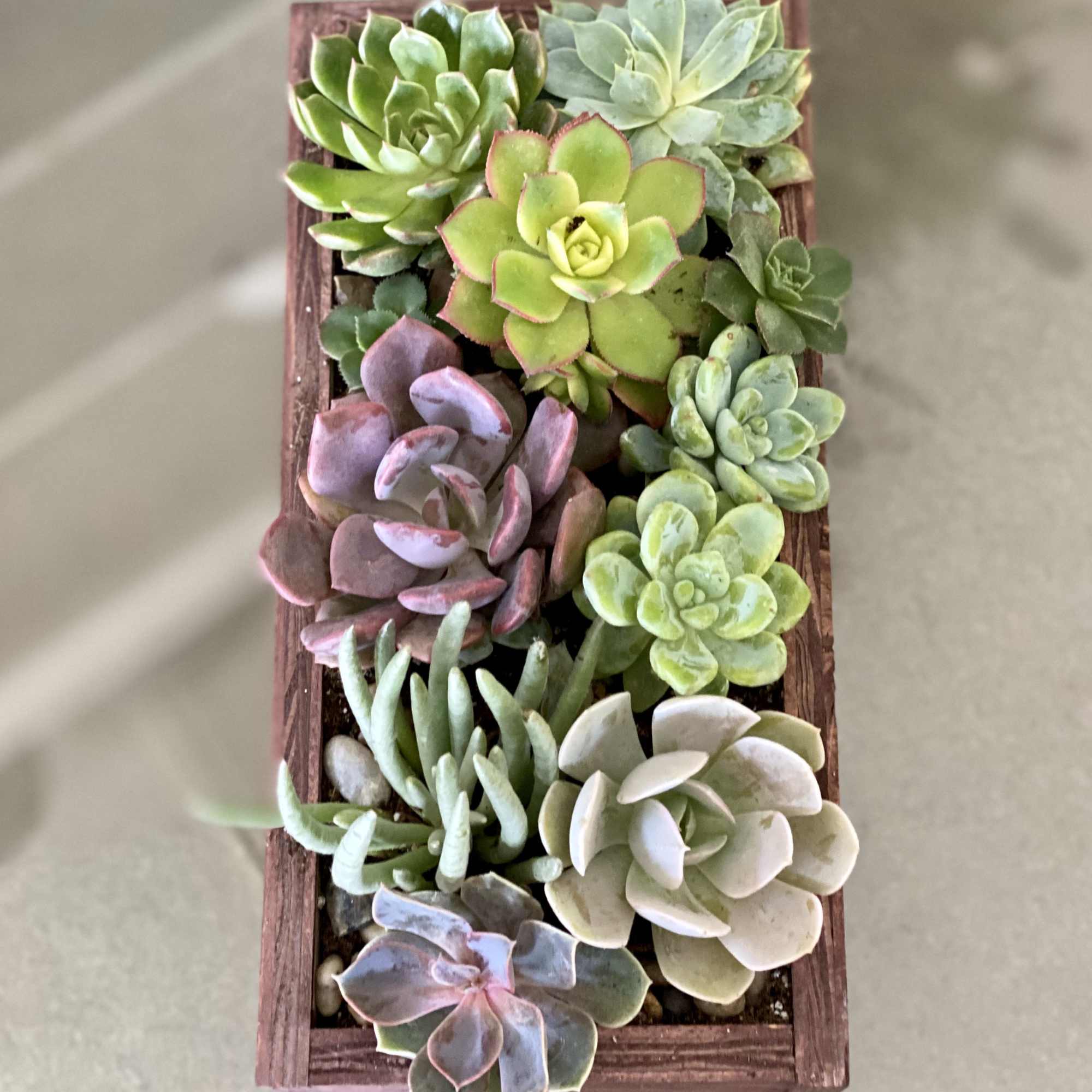 Life just got a bit greener with Verdugo! Whether you&rsquo;re looking to, photo 2 of 2
