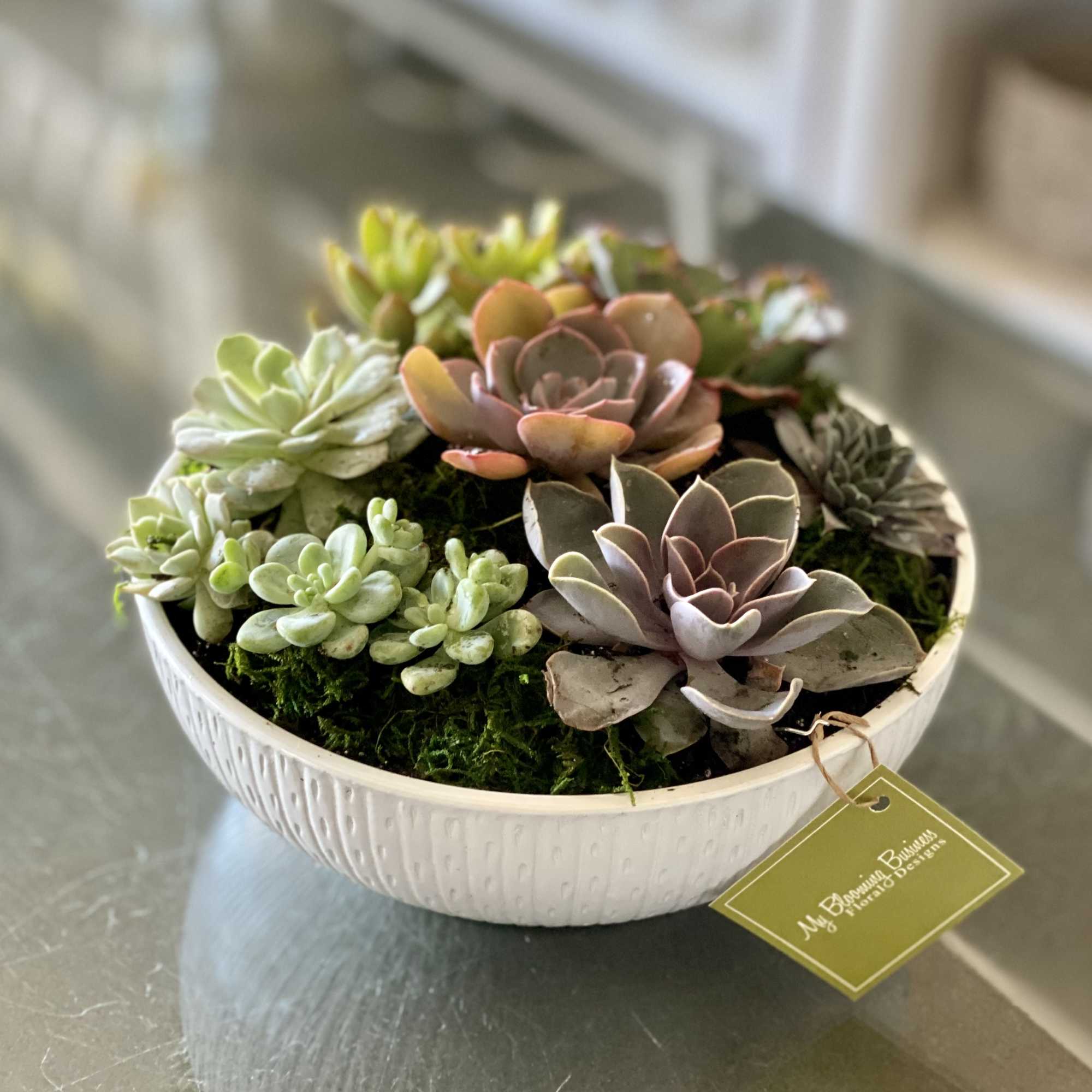 Succulent arrangement in a white bowl planter