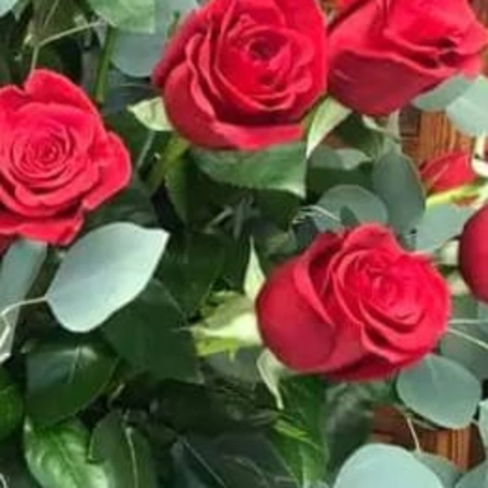 Bouquet of red roses with eucalyptus foliage