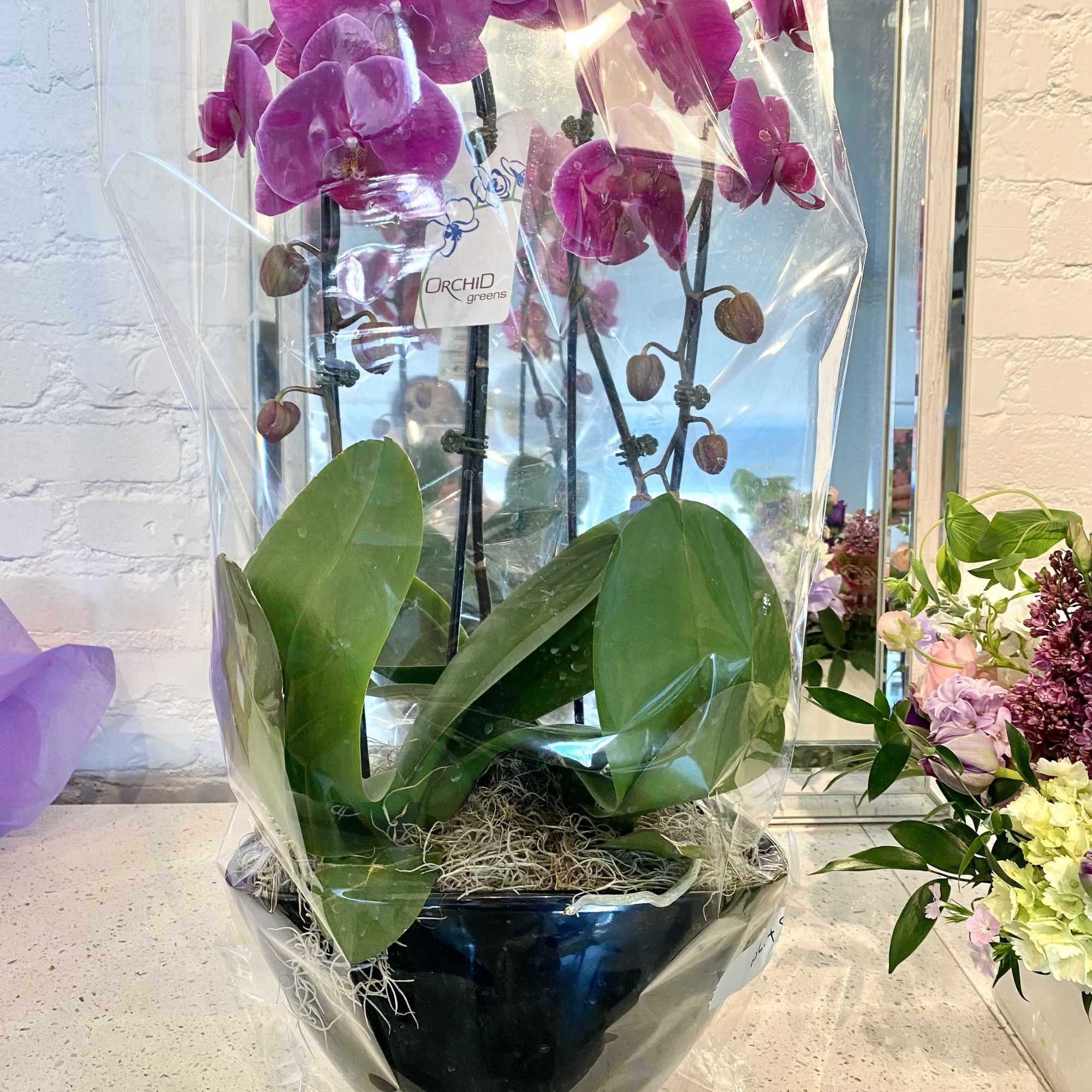 A beautiful and classic double stem white or pink orchid. Perfect for